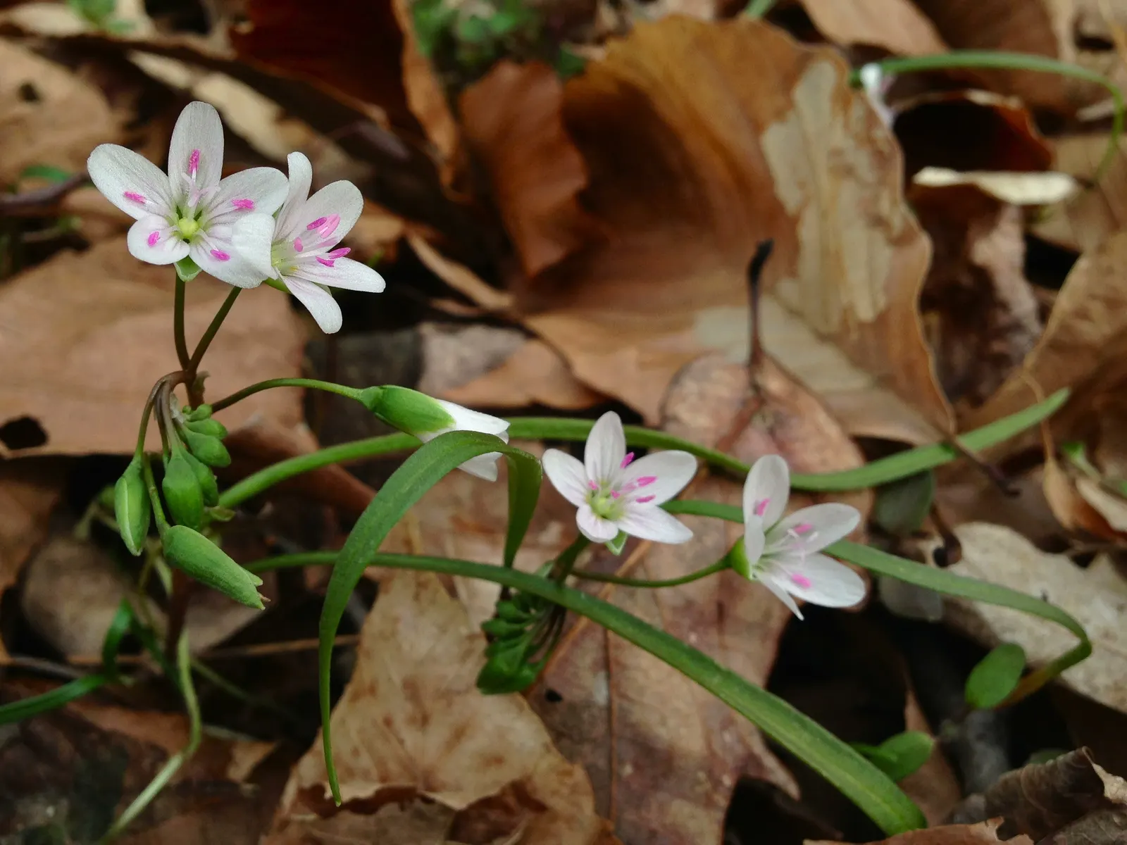 Spring Beauty (Claytonia Virginica) — create an understated backdrop for the delicate star-shaped flowers; these blooms cluster atop smooth stems rising to a