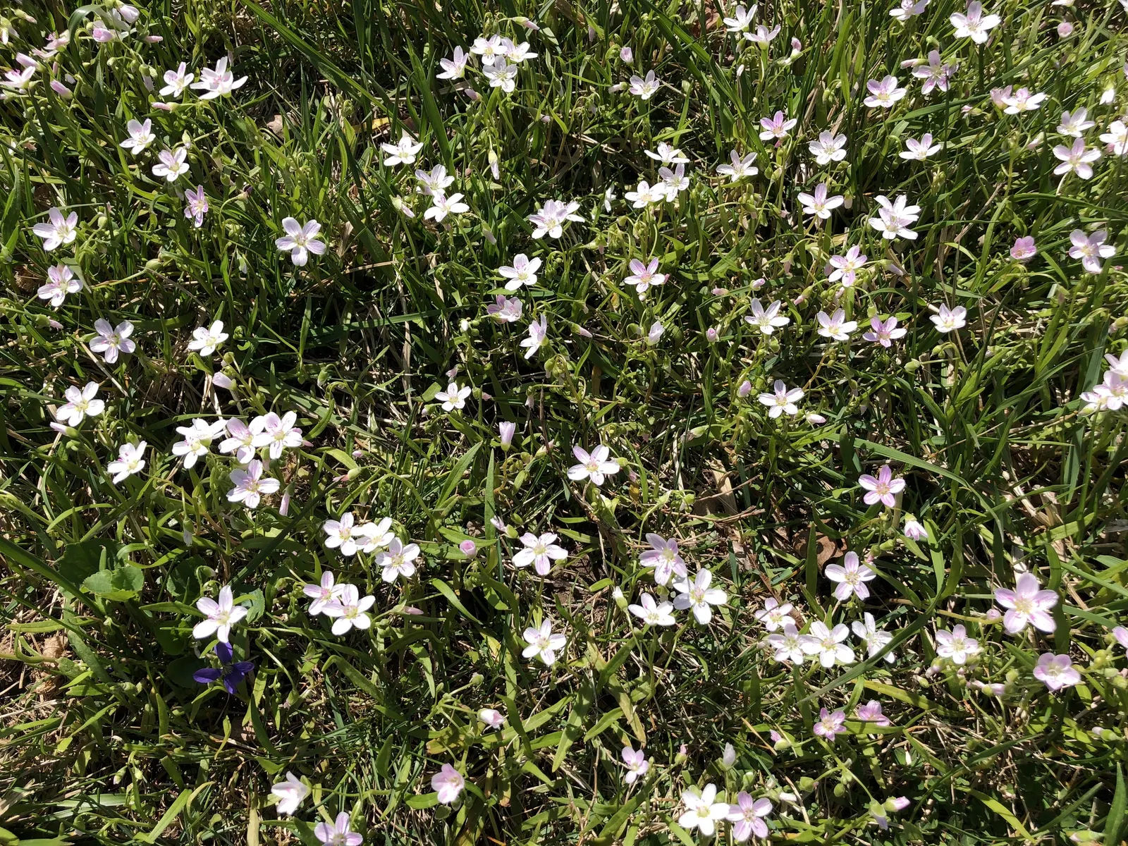 Spring Beauty (Claytonia Virginica) — nestled an inch or two beneath the surface; claytonia virginica requires minimal maintenance, image 141