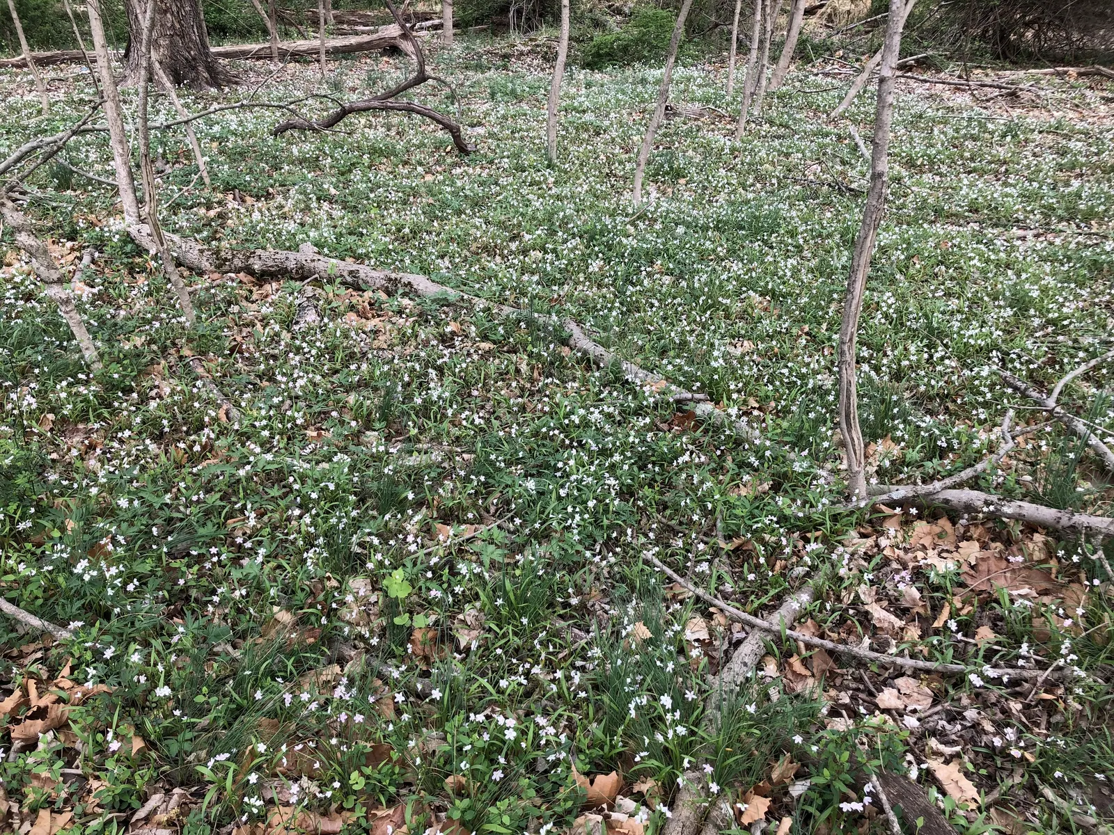 Spring Beauty (Claytonia Virginica) — sporting five pale pink to white petals; its ability to self-seed ensures a captivating spread of these, image 77