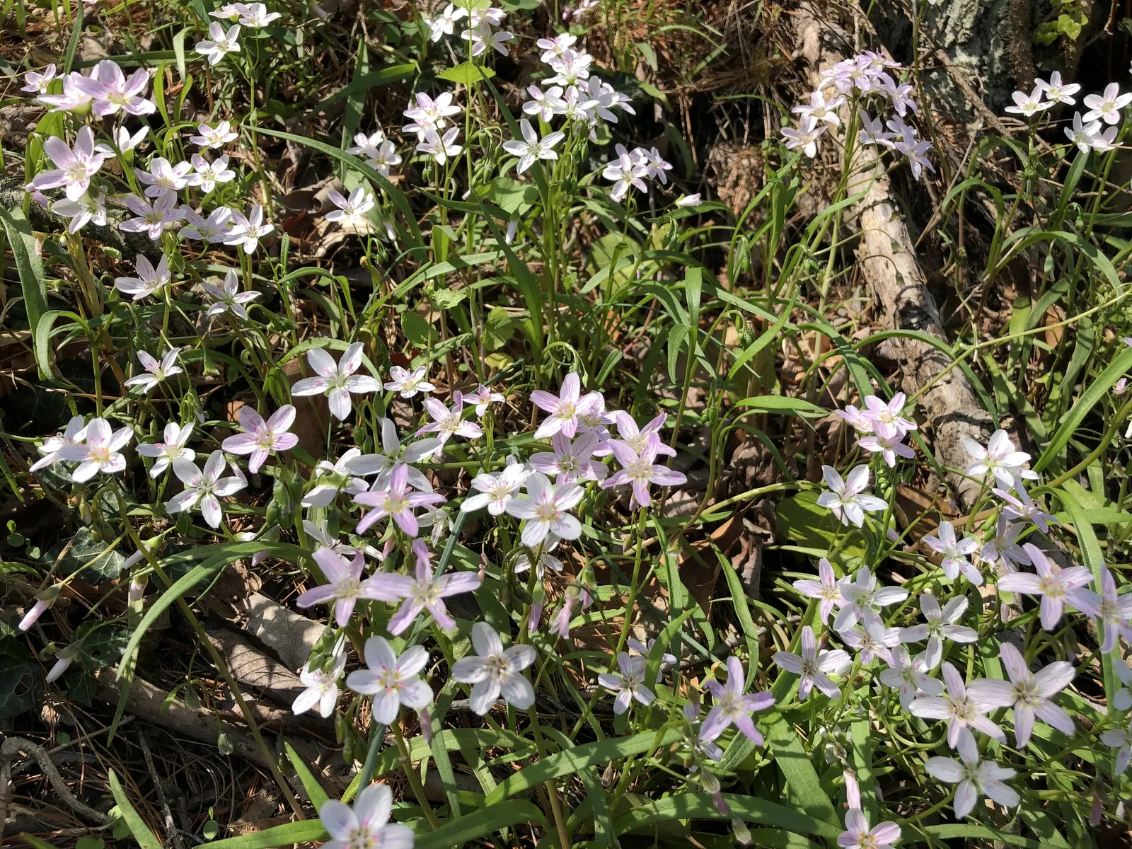 Spring Beauty (Claytonia Virginica) — enhancing your garden's appeal with little effort; dark green leaves 2-6 inches long, image 87