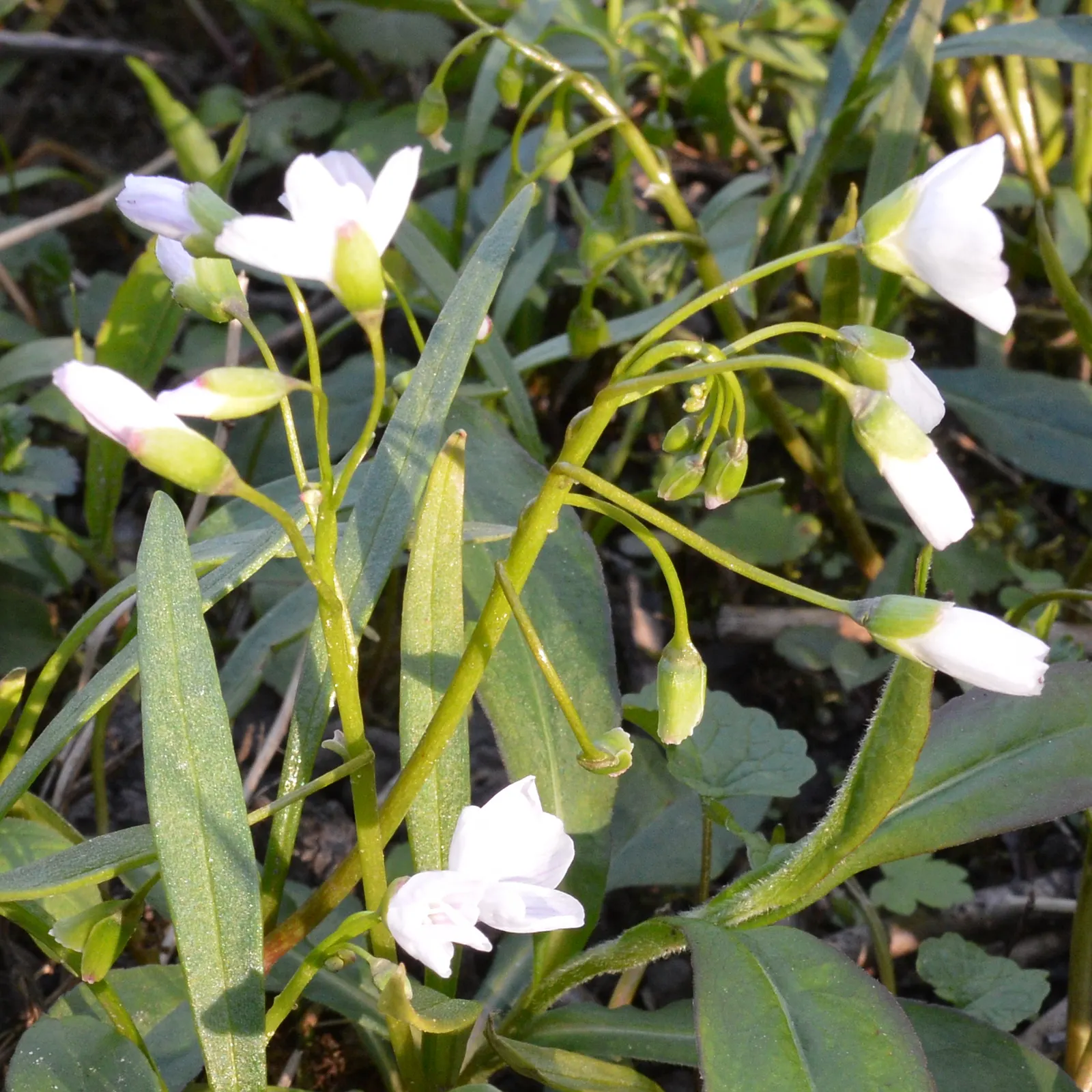 Spring Beauty (Claytonia Virginica) — well-drained soils with a carpet of lance-shaped; blossoming in early spring, it showcases delicate, image 65