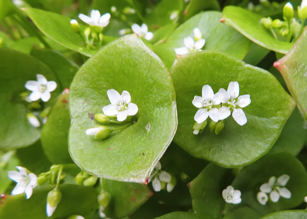 Spring Beauty (Claytonia Virginica) — measuring 1 to 6 inches in length and 0.1 to 0.5 inches in width; thriving in USDA hardiness zones 4 through 8, image 135