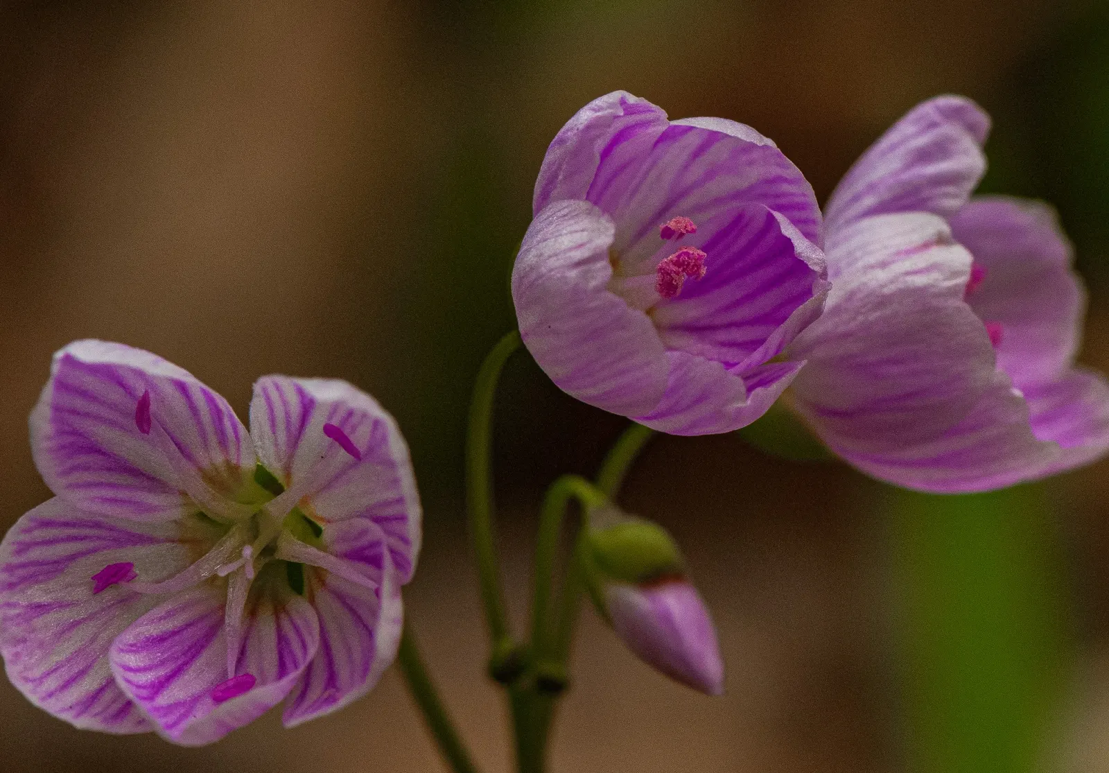 Spring Beauty (Claytonia Virginica) — eagerly emerging as the frost recedes; ideal for naturalistic settings, image 160