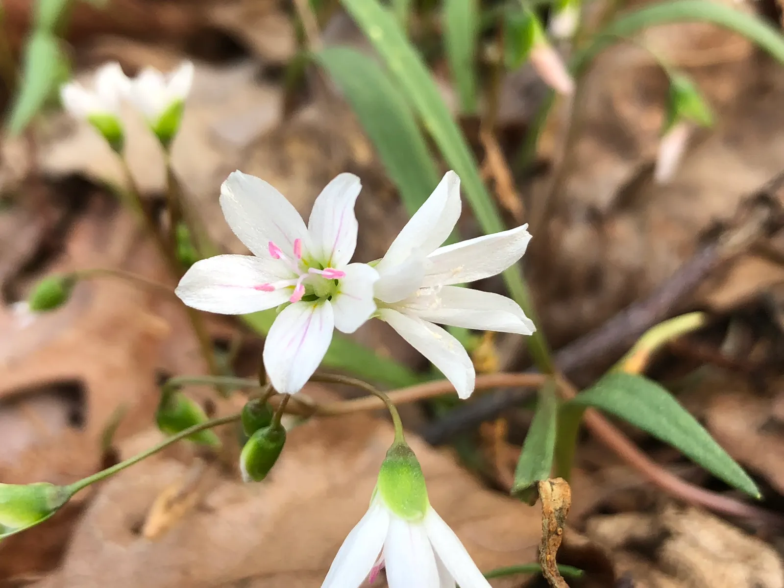 Spring Beauty (Claytonia Virginica) — Ideal for naturalizing in woodland gardens or informal areas; this enchanting perennial, image 113