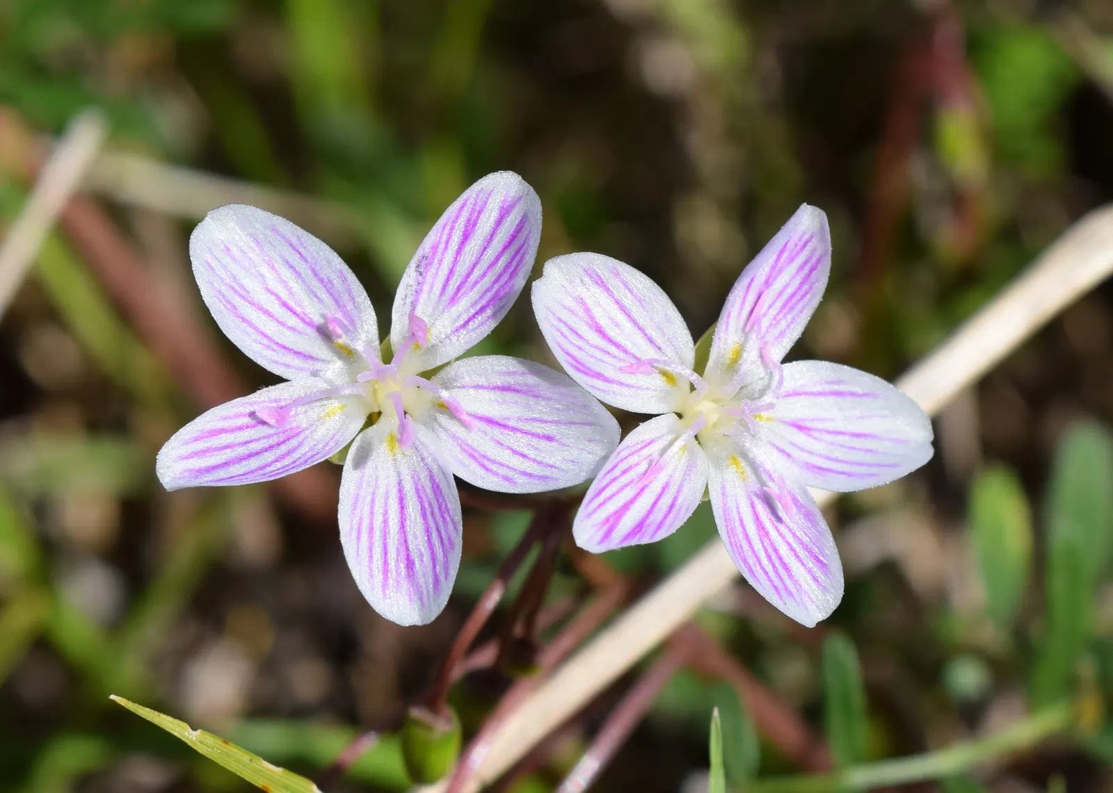Spring Beauty (Claytonia Virginica) — thriving in USDA hardiness zones 4 through 8; nestled an inch or two beneath the surface, image 72