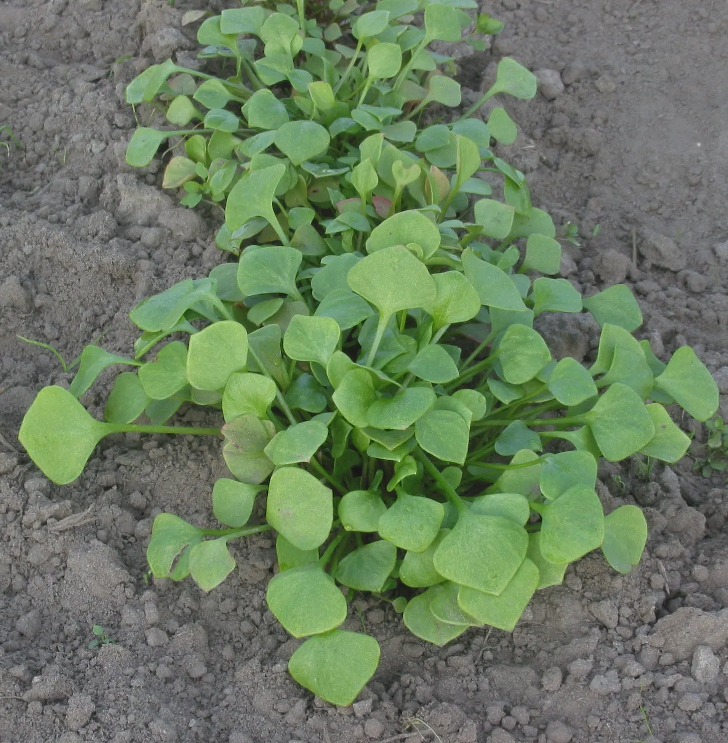 Spring Beauty (Claytonia Virginica) — making it a beneficial choice for both the landscape designer and the beginner gardener alike