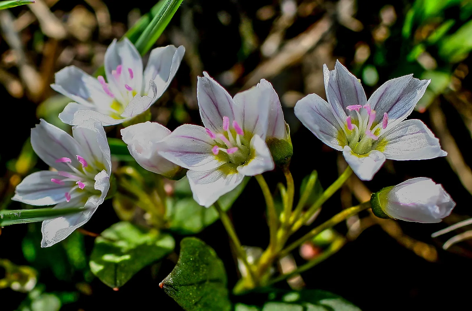 Spring Beauty (Claytonia Virginica) — it can also adapt to full sun conditions if consistently moist soil is assured.<br><br>The plant's slender, image 134