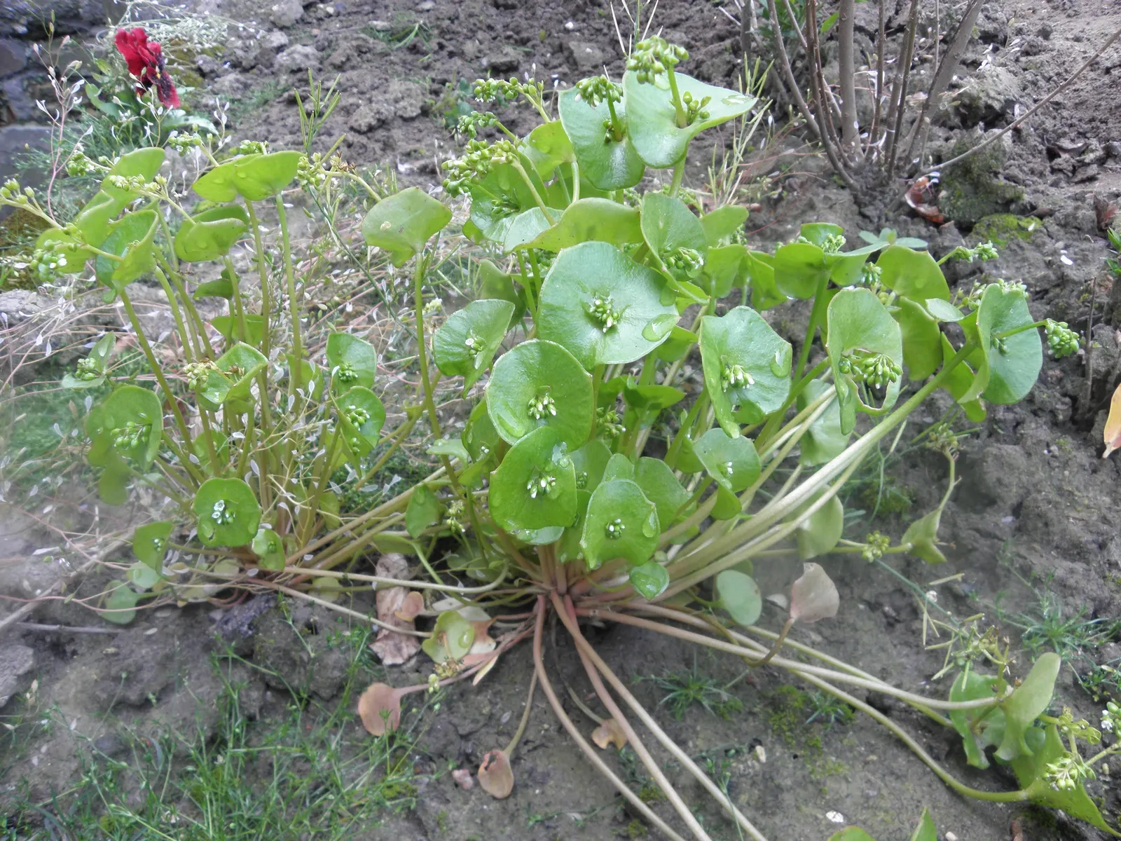 Spring Beauty (Claytonia Virginica) — Blossoming in early spring, it showcases delicate pink-veined, white flowers atop slender 6-12 inch stems, image 152