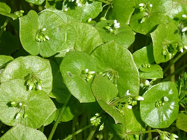 Spring Beauty (Claytonia Virginica) — making it a beneficial choice for both the landscape designer and the beginner gardener alike; span roughly, image 175