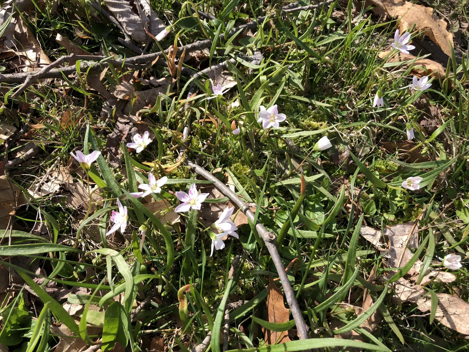 Spring Beauty (Claytonia Virginica) — create an understated backdrop for the delicate star-shaped flowers