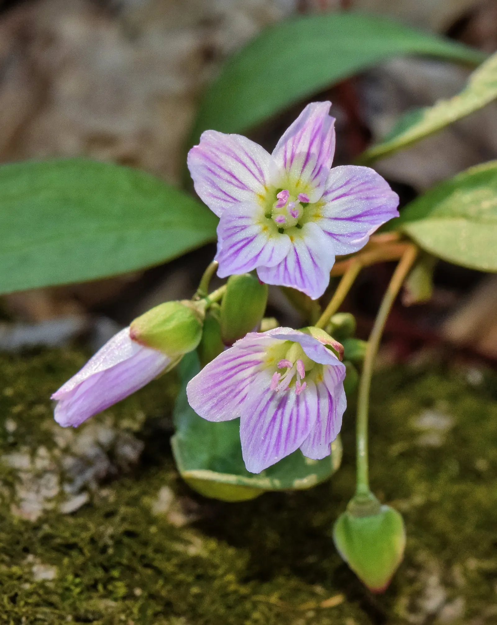 Spring Beauty (Claytonia Virginica) — sporting five pale pink to white petals