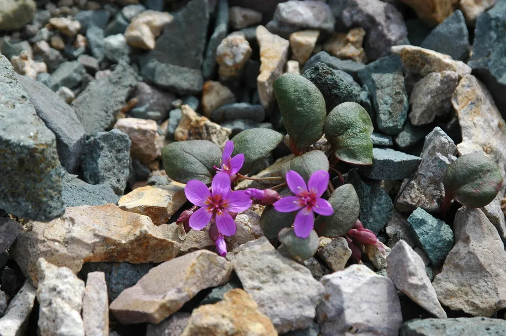 Spring Beauty (Claytonia Virginica) — generously sprinkling the landscape with color from March to May.<br><br>Spring Beauty's corms; sporting five, image 80
