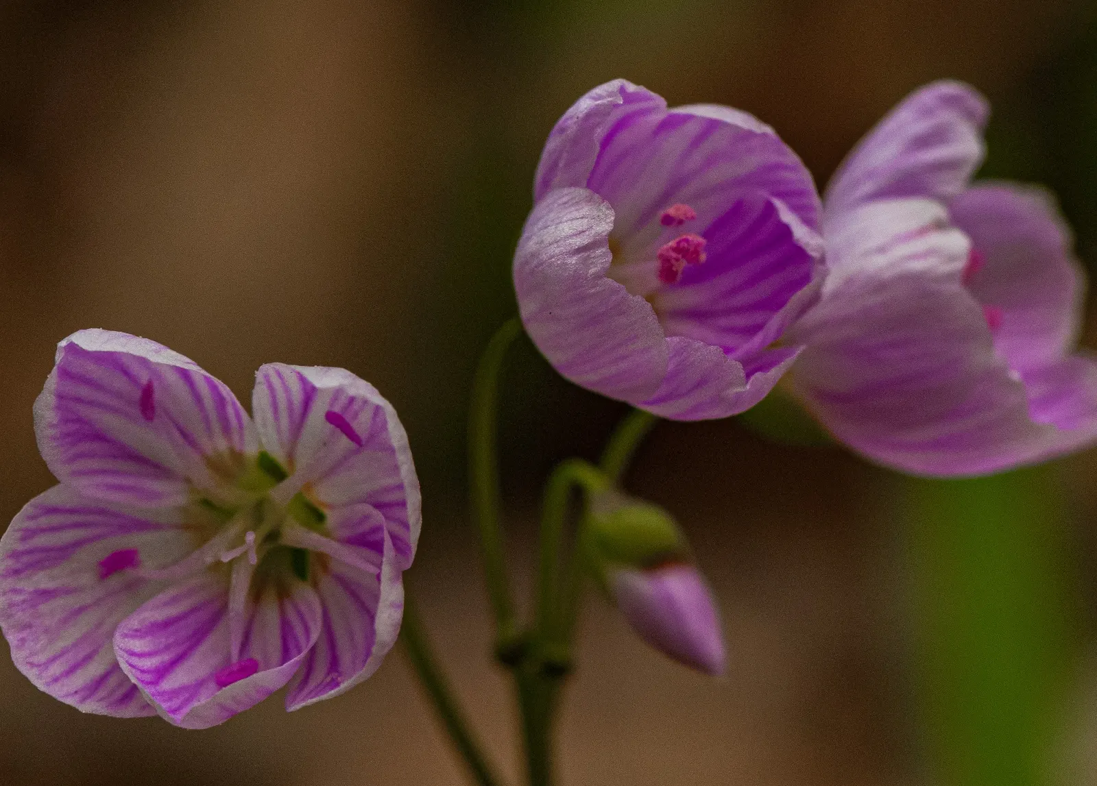 Spring Beauty (Claytonia Virginica) — Its habitat ranges widely from well-drained woodlands to moist riverbanks; it can also adapt to full sun, image 131