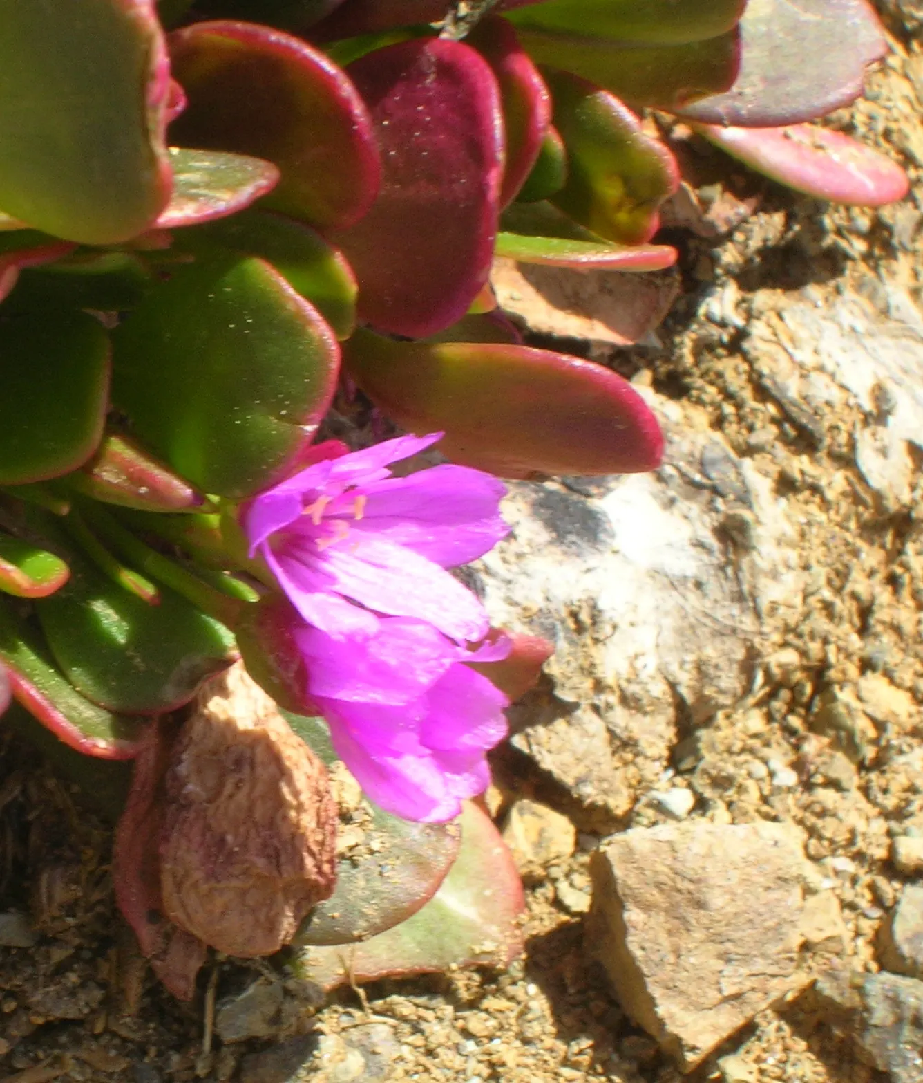 Spring Beauty (Claytonia Virginica) — eagerly emerging as the frost recedes