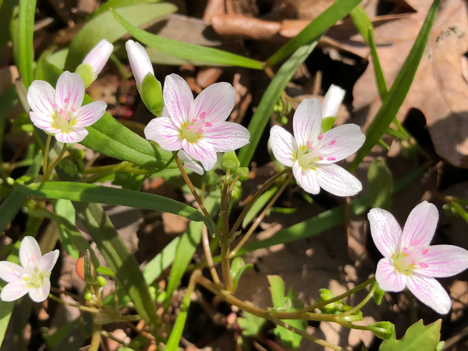 Spring Beauty (Claytonia Virginica) — Claytonia virginica requires minimal maintenance