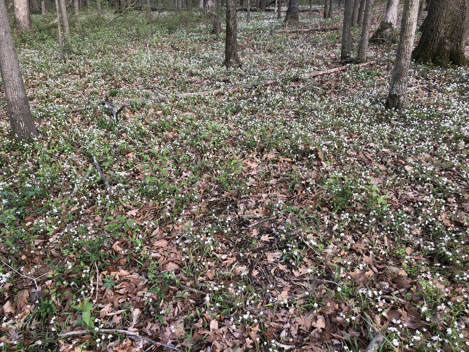Spring Beauty (Claytonia Virginica) — With a preference for dappled sunlight; pink and white flowers in the garden