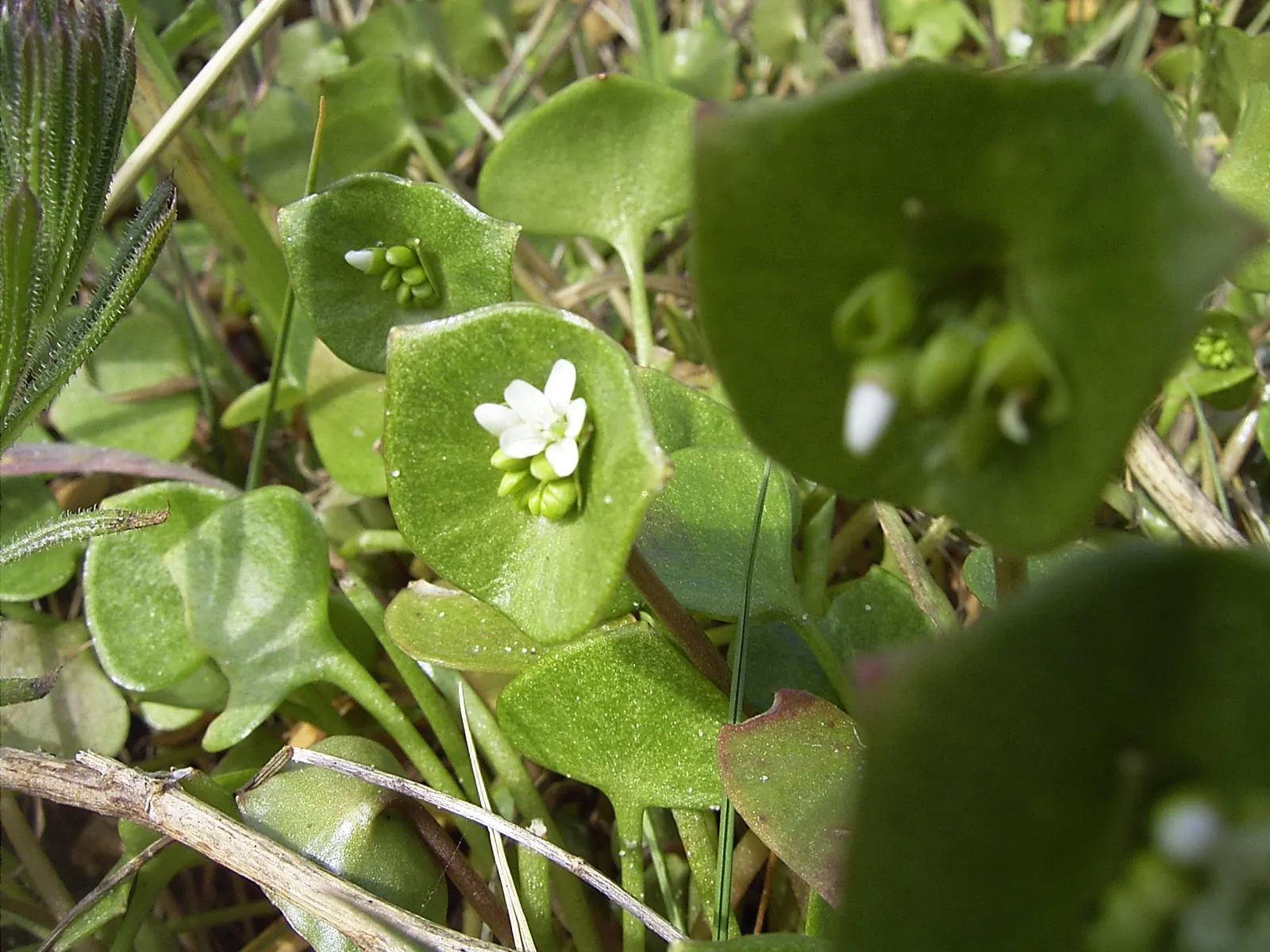 Spring Beauty (Claytonia Virginica) — generously sprinkling the landscape with color from March to May.<br><br>Spring Beauty's corms; sporting five pale pink