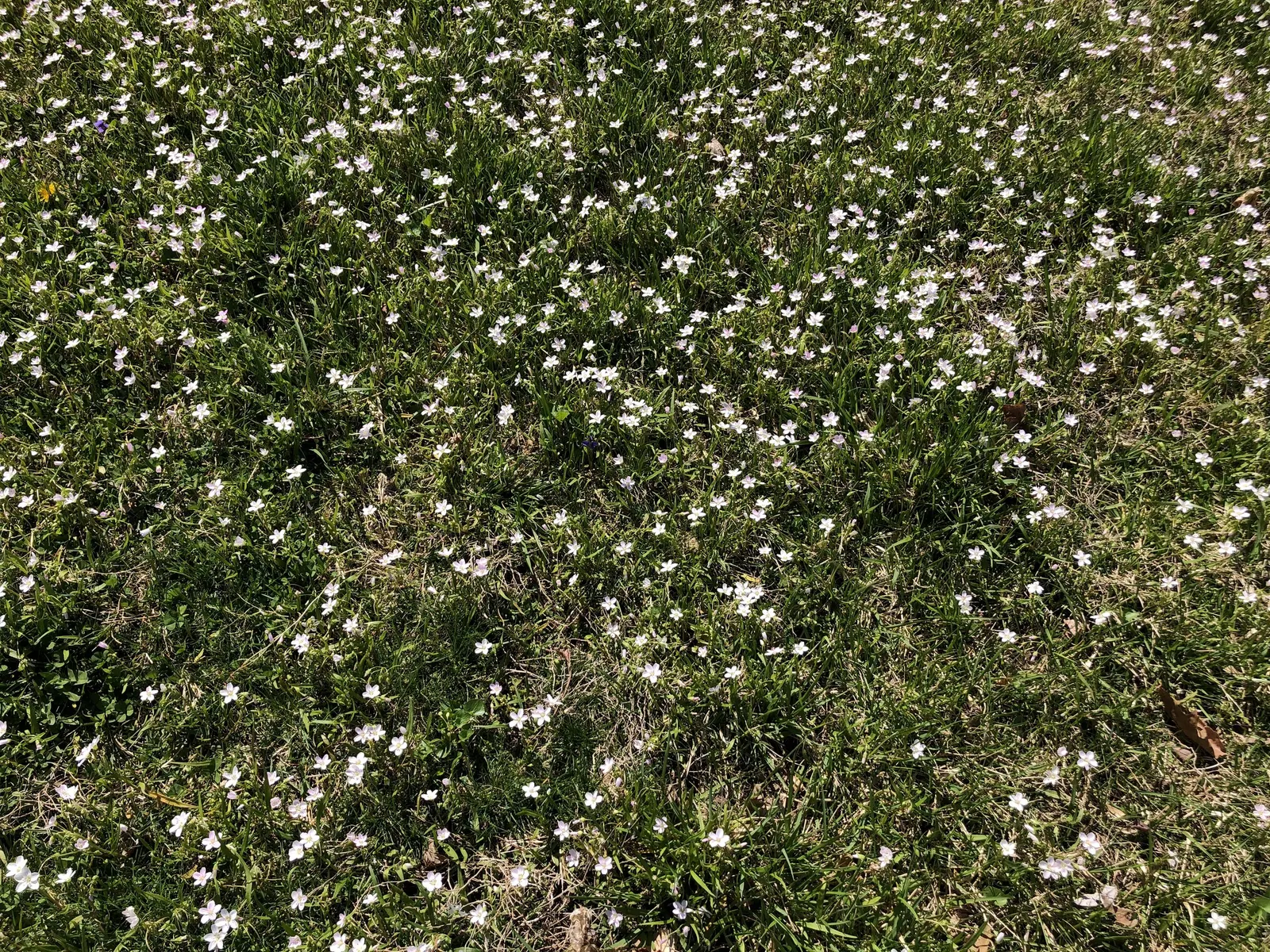 Spring Beauty (Claytonia Virginica) — Claytonia virginica requires minimal maintenance; measuring 1 to 6 inches in length and 0.1 to 0.5 inches in, image 114