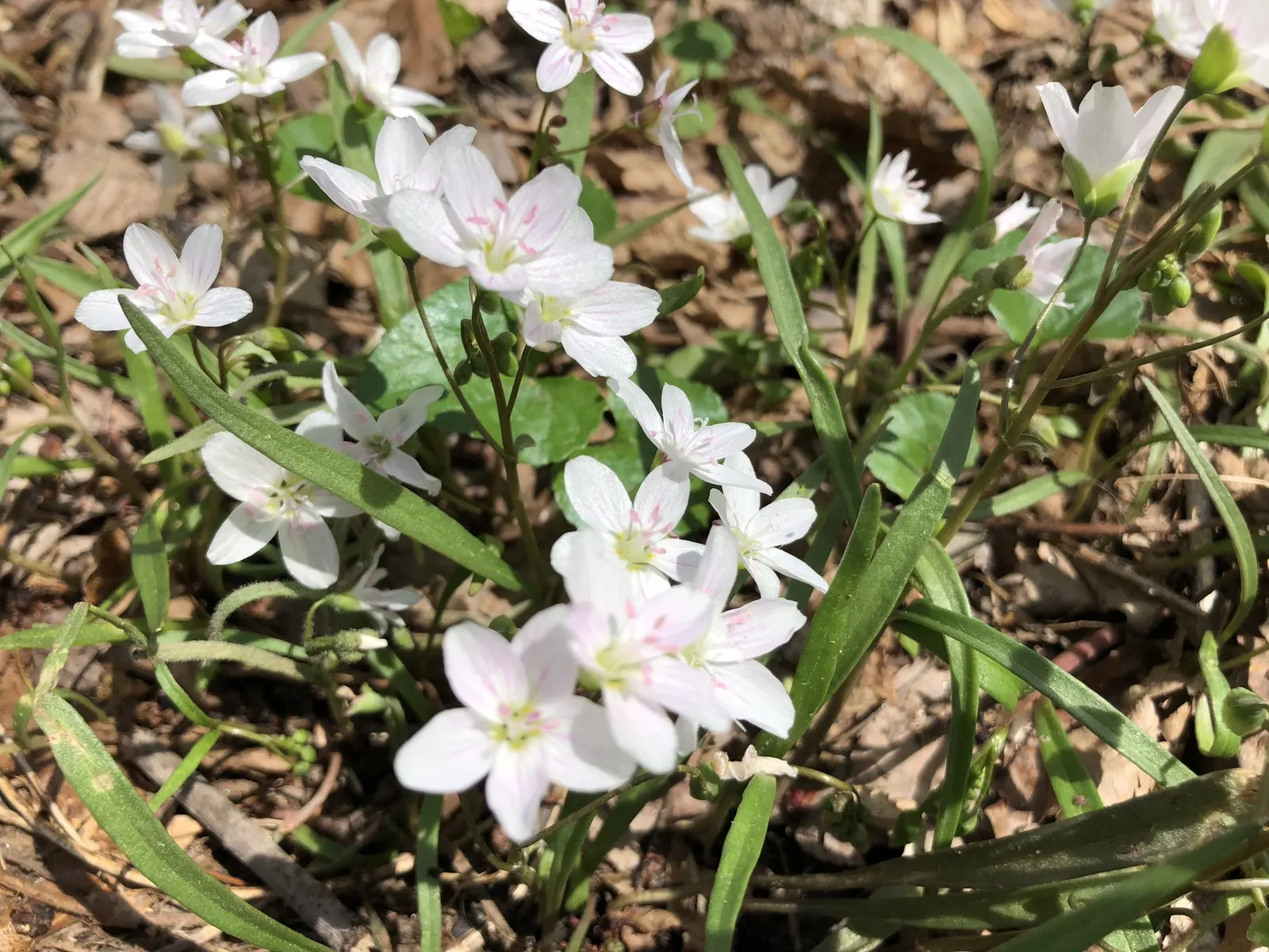 Spring Beauty (Claytonia Virginica) — Spring Beauty (Claytonia virginica) is a charming, native woodland perennial