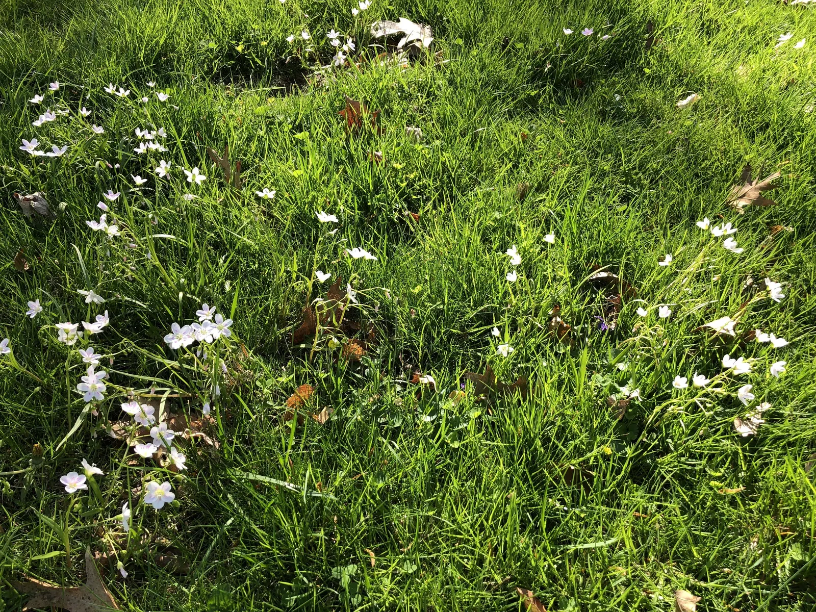 Spring Beauty (Claytonia Virginica) — Thriving in partial shade; each exhibit fine pink streaks and span about 0.5 to 0.75 inches across, image 153