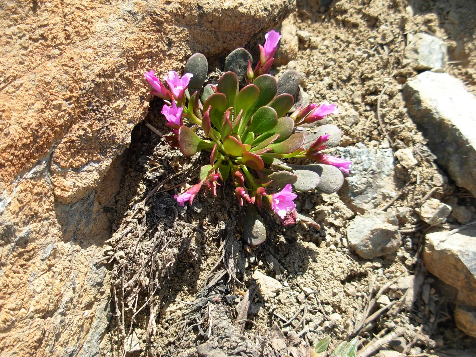 Spring Beauty (Claytonia Virginica) — making it a beneficial choice for both the landscape designer and the beginner gardener alike; span roughly, image 145