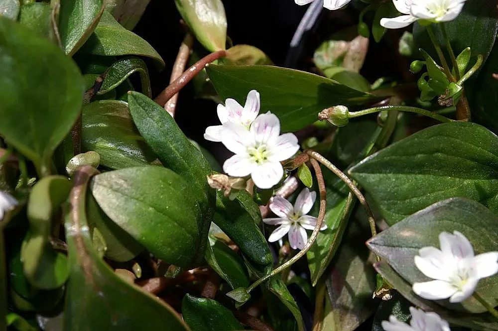 Spring Beauty (Claytonia Virginica) — Spring Beauty (Claytonia virginica) is a charming, native woodland perennial; this ephemeral graces moist, image 121