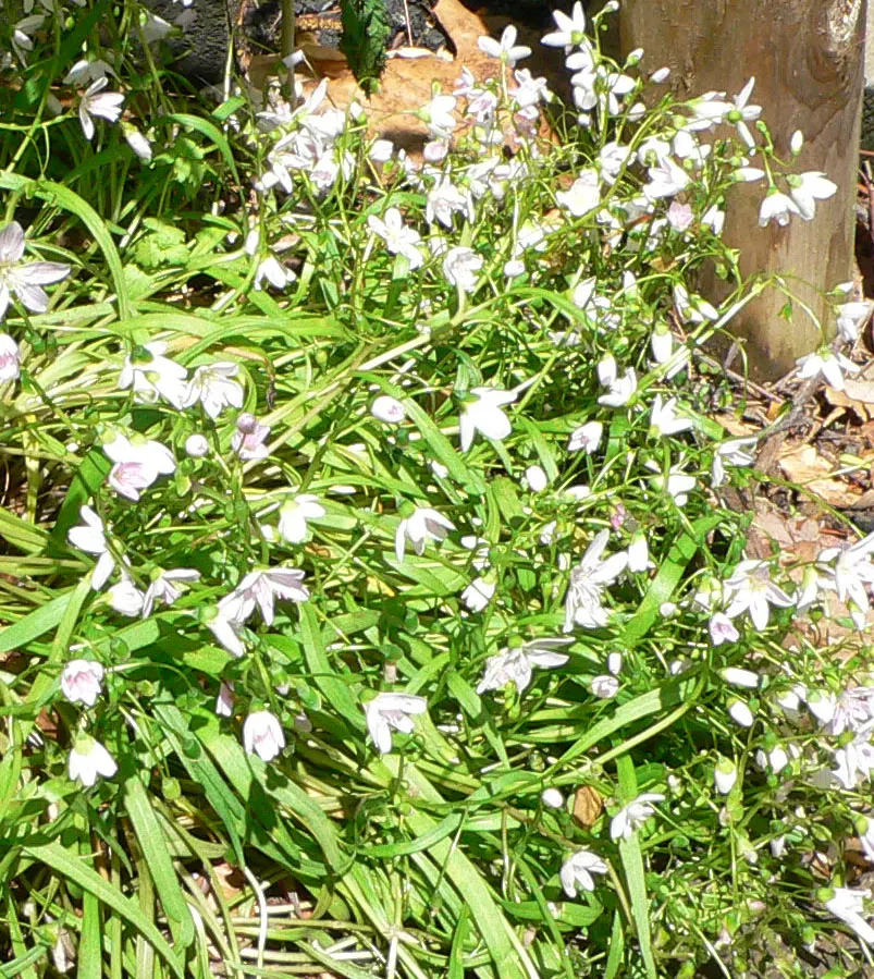 Spring Beauty (Claytonia Virginica) — its ability to self-seed ensures a captivating spread of these delicate blooms; annual with pink and white, image 176