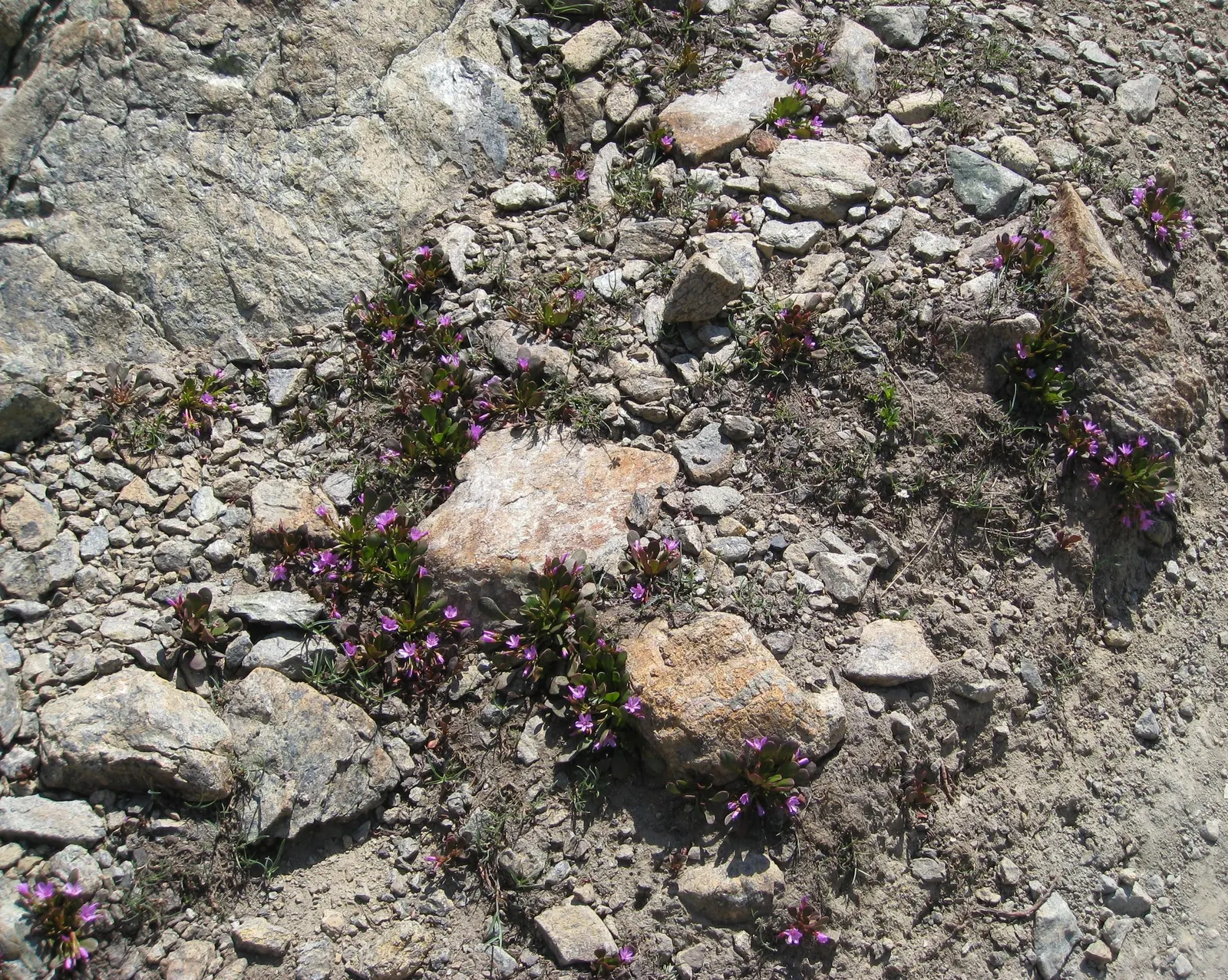 Spring Beauty (Claytonia Virginica) — its ability to self-seed ensures a captivating spread of these delicate blooms