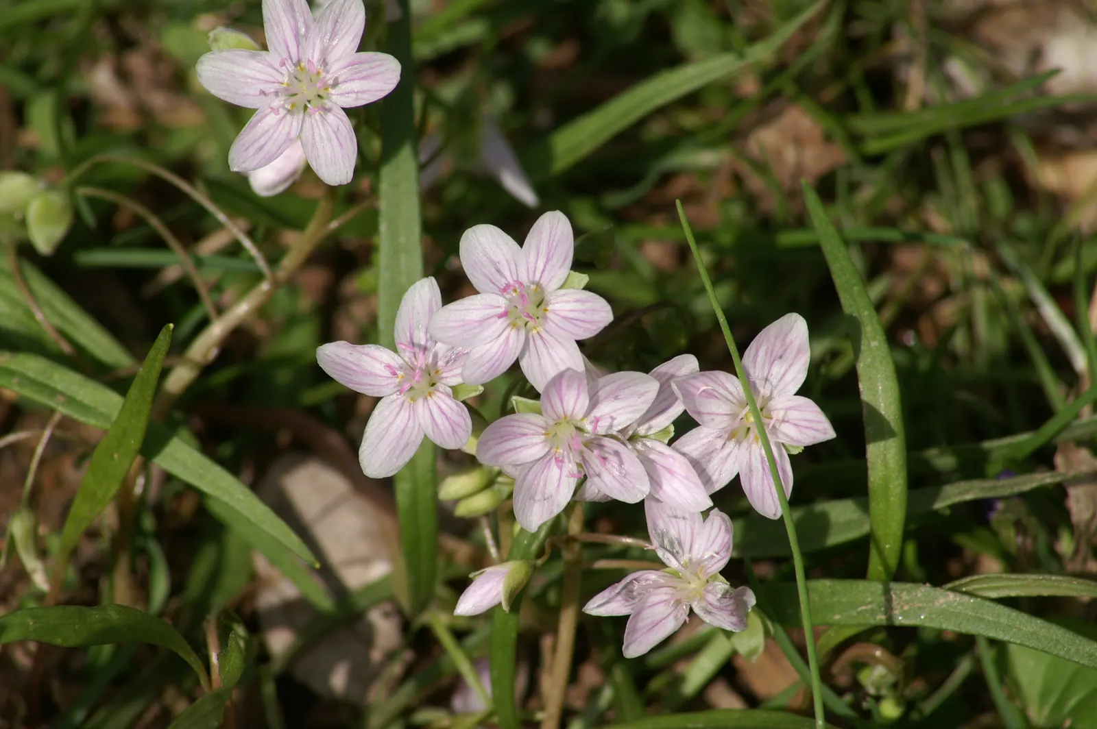 Spring Beauty (Claytonia Virginica) — eagerly emerging as the frost recedes; ideal for naturalistic settings, image 130