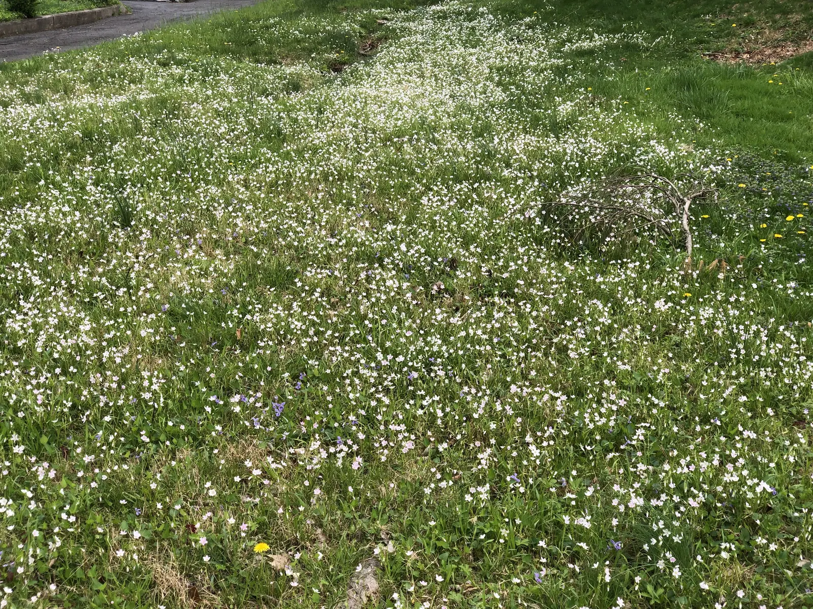 Spring Beauty (Claytonia Virginica) — enhancing your garden's appeal with little effort; dark green leaves 2-6 inches long