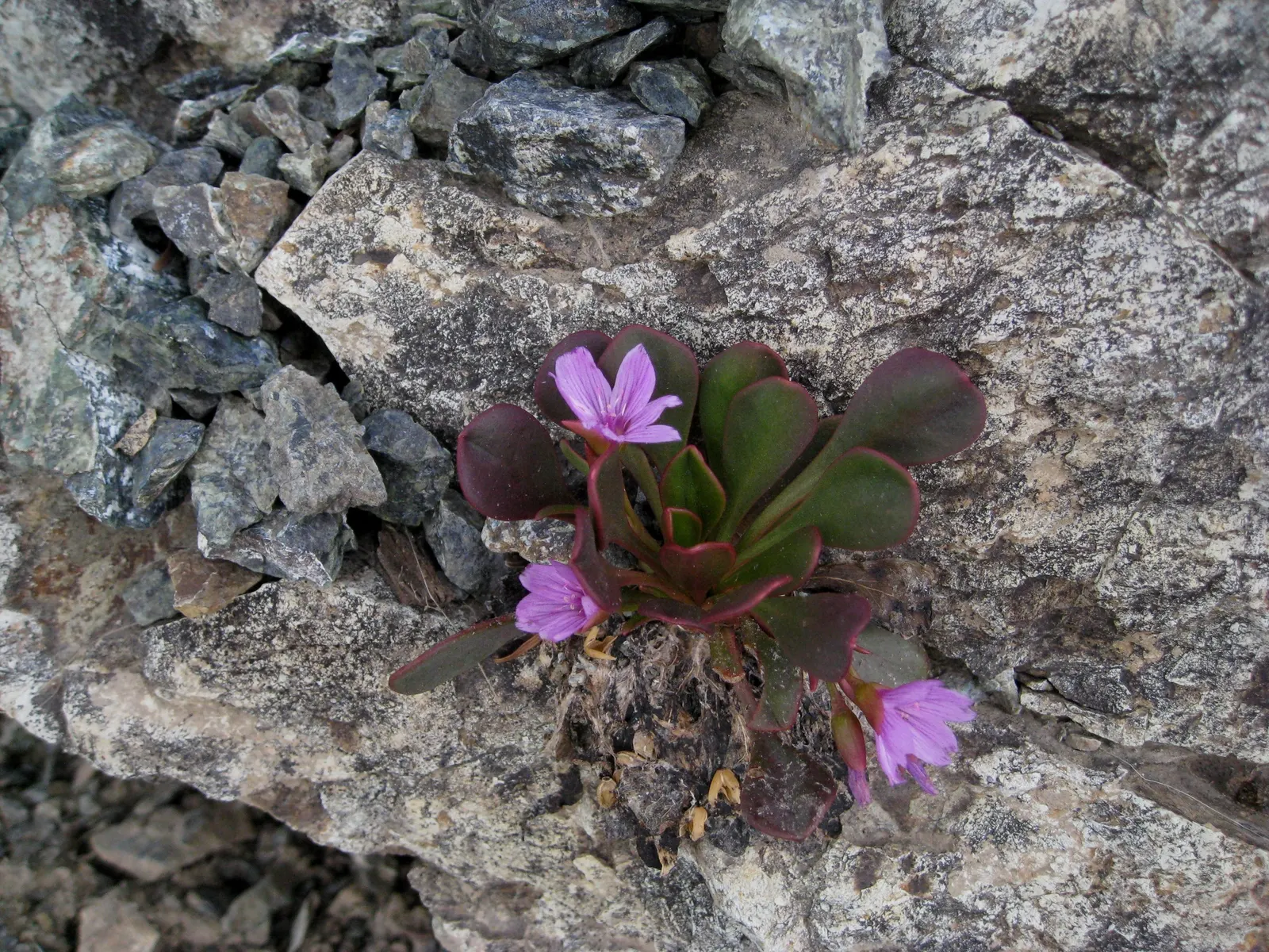Spring Beauty (Claytonia Virginica) — Ideal for naturalizing in woodland gardens or informal areas; this enchanting perennial, image 143