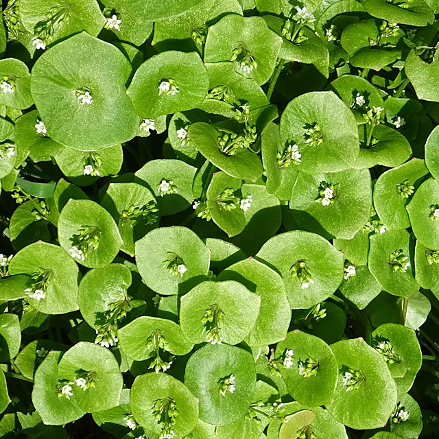 Spring Beauty (Claytonia Virginica) — Its habitat ranges widely from well-drained woodlands to moist riverbanks; it can also adapt to full sun, image 161