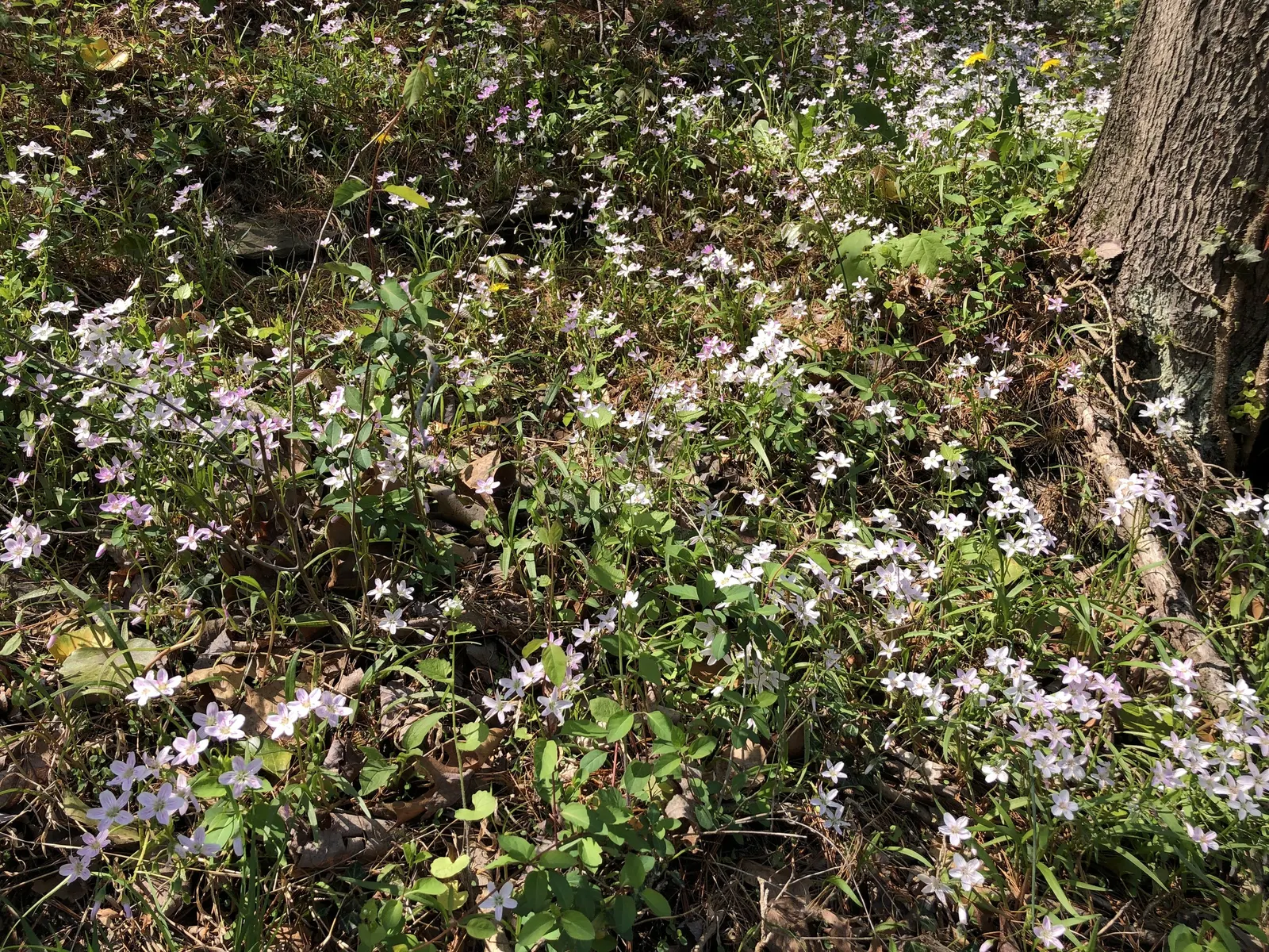 Spring Beauty (Claytonia Virginica) — well-drained soils with a carpet of lance-shaped; blossoming in early spring, it showcases delicate, image 95