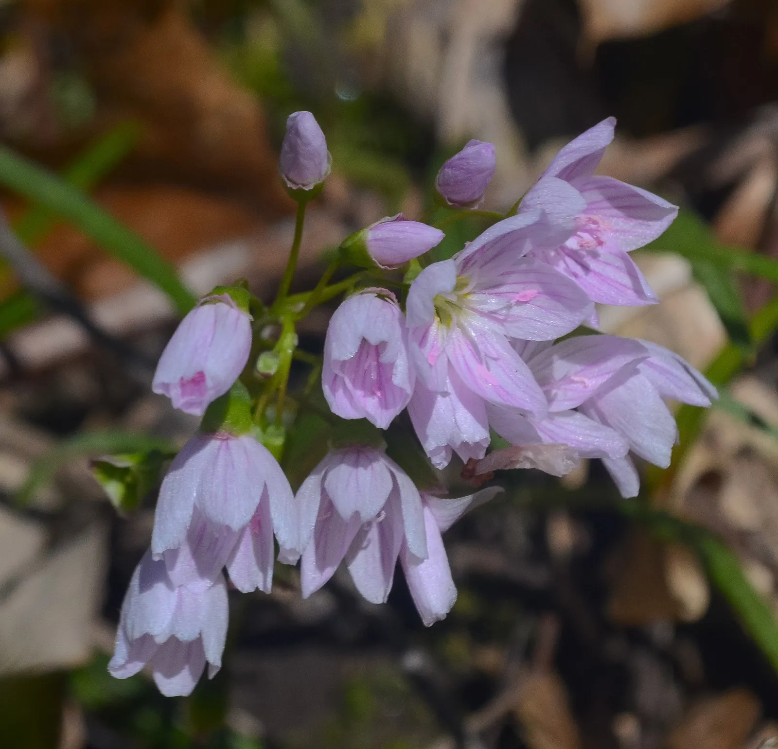 Spring Beauty (Claytonia Virginica) — Thriving in partial shade; each exhibit fine pink streaks and span about 0.5 to 0.75 inches across, image 63