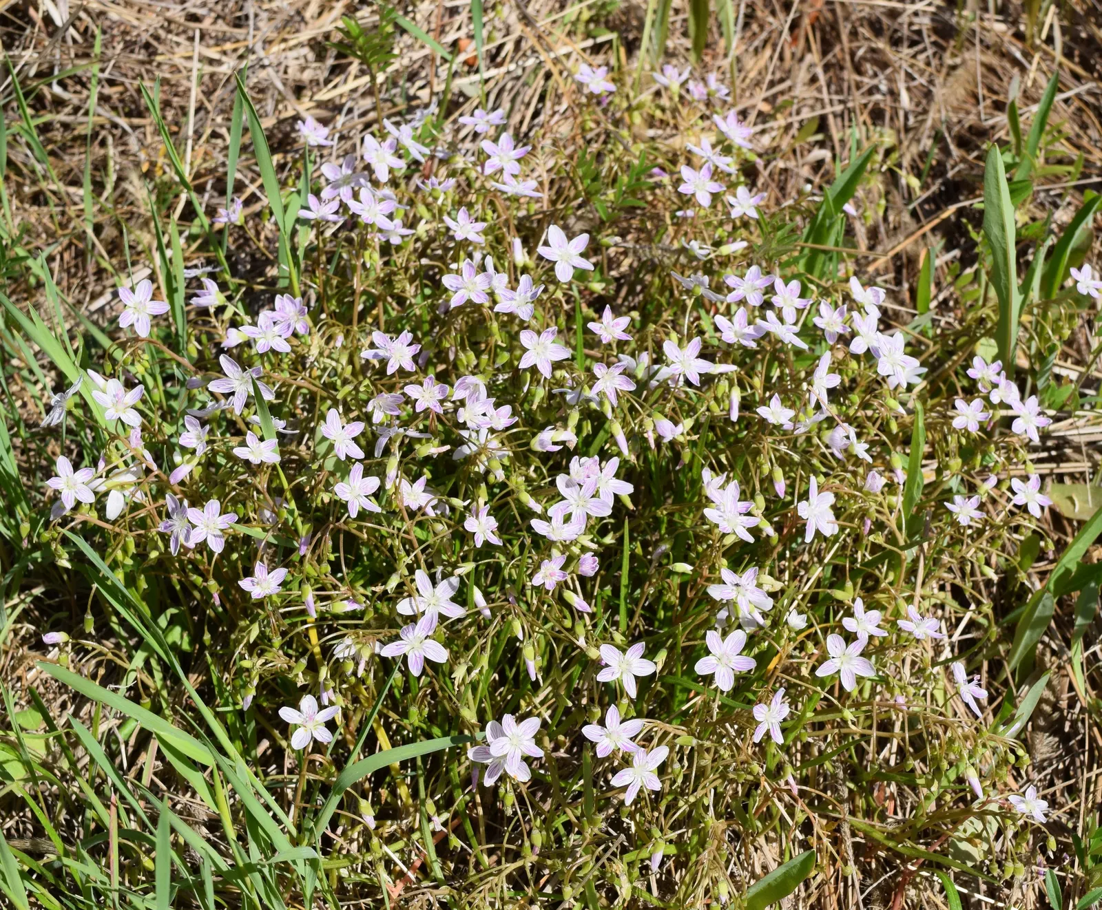 Spring Beauty (Claytonia Virginica) — each exhibit fine pink streaks and span about 0.5 to 0.75 inches across; thriving in partial shade, image 108