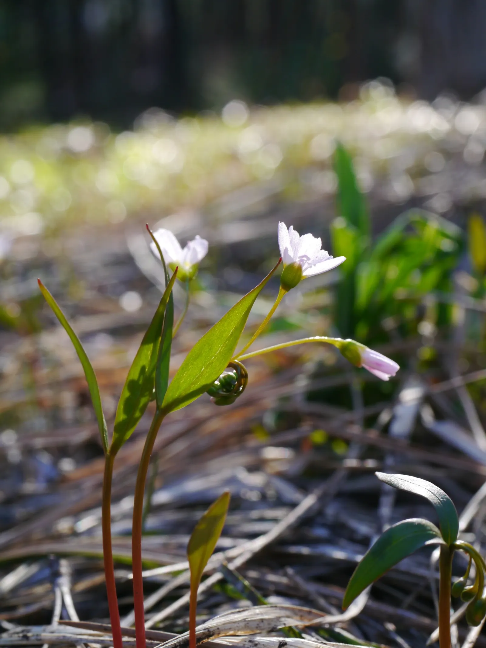 Spring Beauty (Claytonia Virginica) — nestled an inch or two beneath the surface
