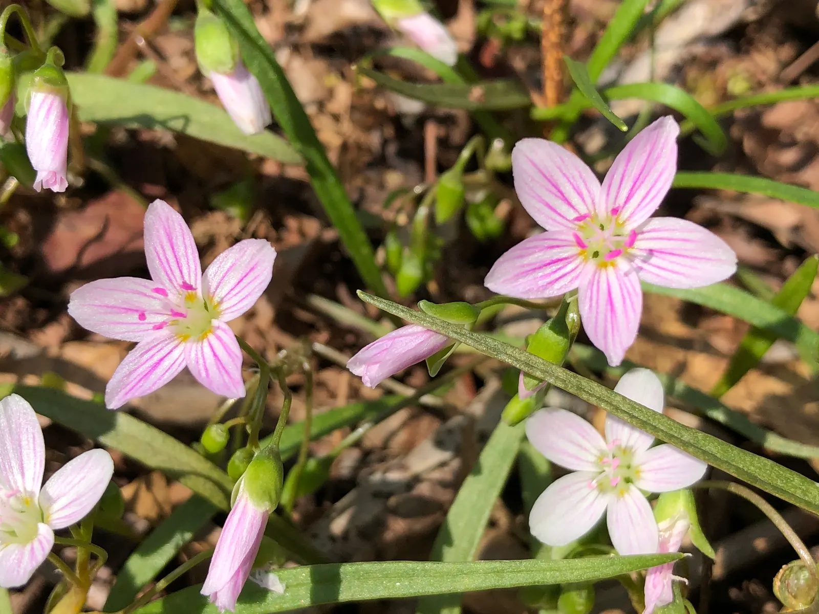 Spring Beauty (Claytonia Virginica) — nestled an inch or two beneath the surface; claytonia virginica requires minimal maintenance, image 171