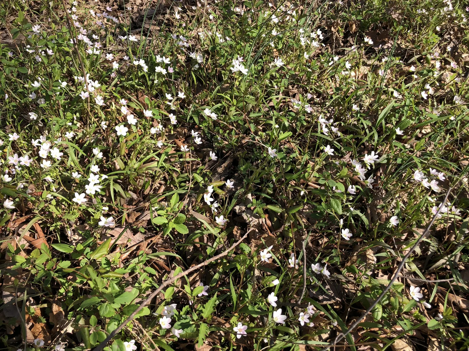 Spring Beauty (Claytonia Virginica) — These blooms cluster atop smooth stems rising to a modest height of 3 to 6 inches