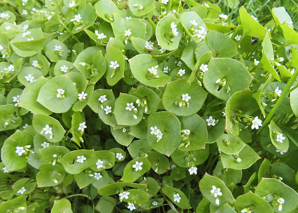 Spring Beauty (Claytonia Virginica) — Claytonia virginica requires minimal maintenance; measuring 1 to 6 inches in length and 0.1 to 0.5 inches in, image 144