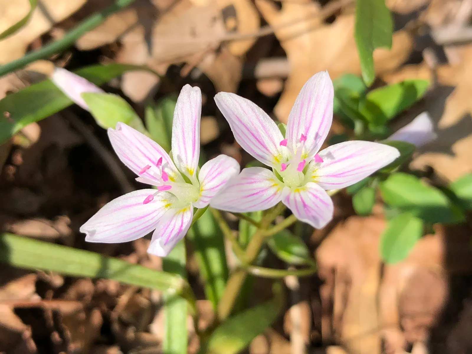 Spring Beauty (Claytonia Virginica) — the Spring Beauty (Claytonia virginica); annual for half, image 129
