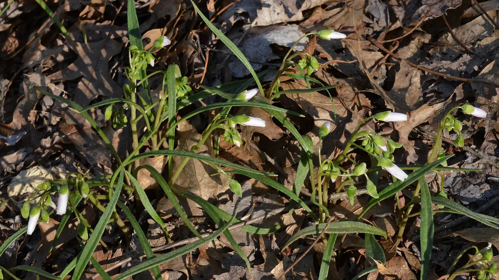 Spring Beauty (Claytonia Virginica) — making it a beneficial choice for both the landscape designer and the beginner gardener alike; span roughly, image 115