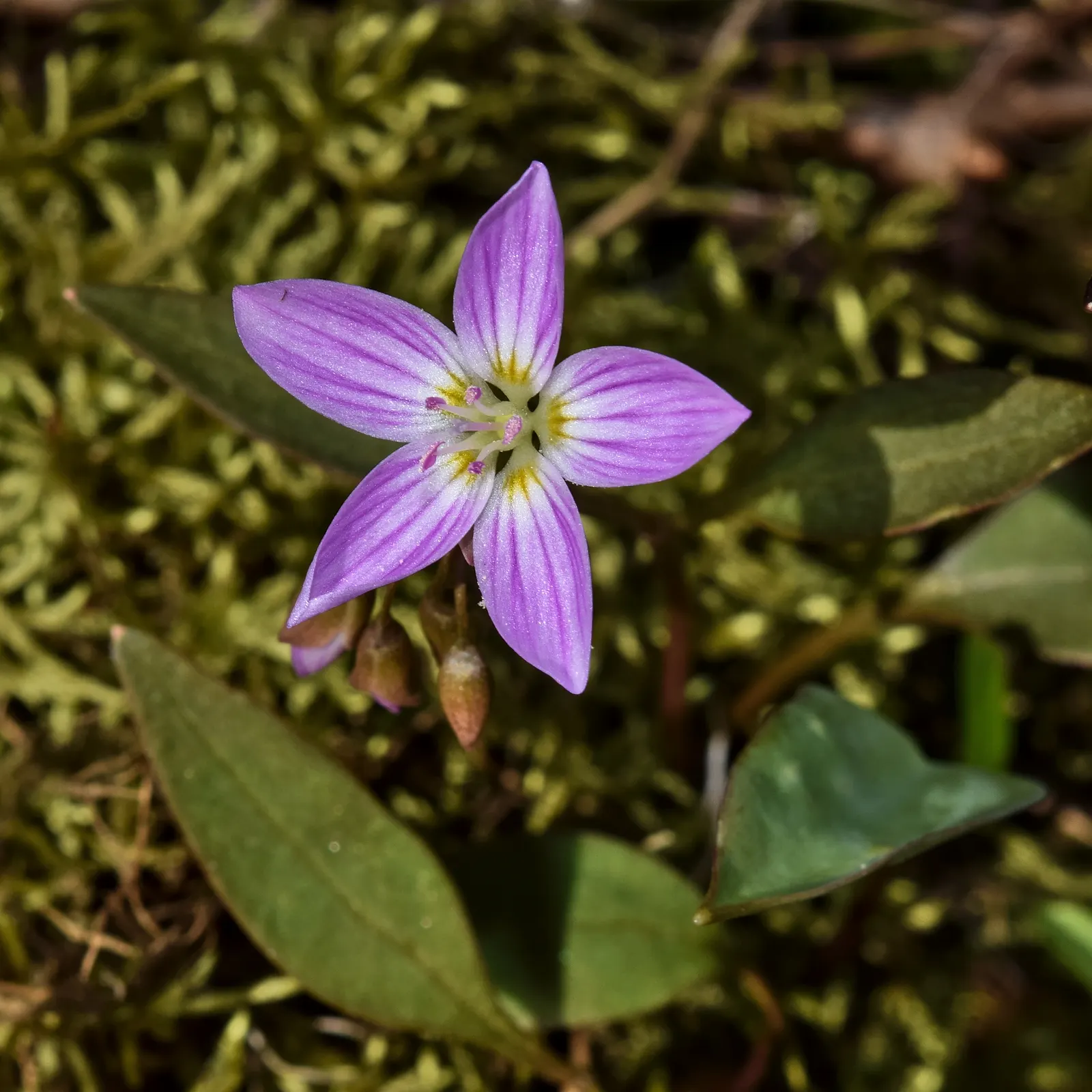 Spring Beauty (Claytonia Virginica) — it can also adapt to full sun conditions if consistently moist soil is assured.<br><br>The plant's slender; well-drained