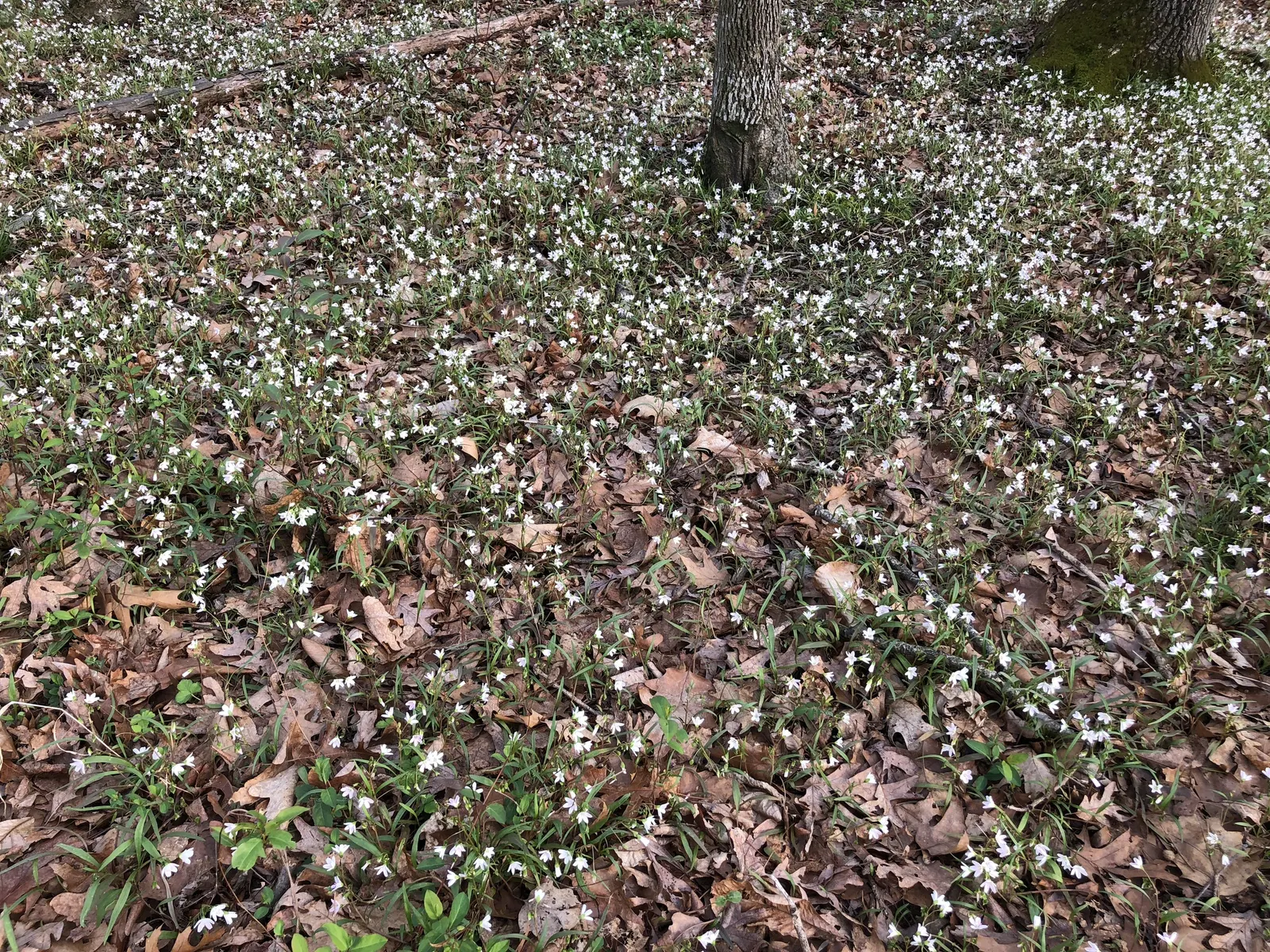 Spring Beauty (Claytonia Virginica) — well-drained soils with a carpet of lance-shaped; blossoming in early spring, it showcases delicate, image 155