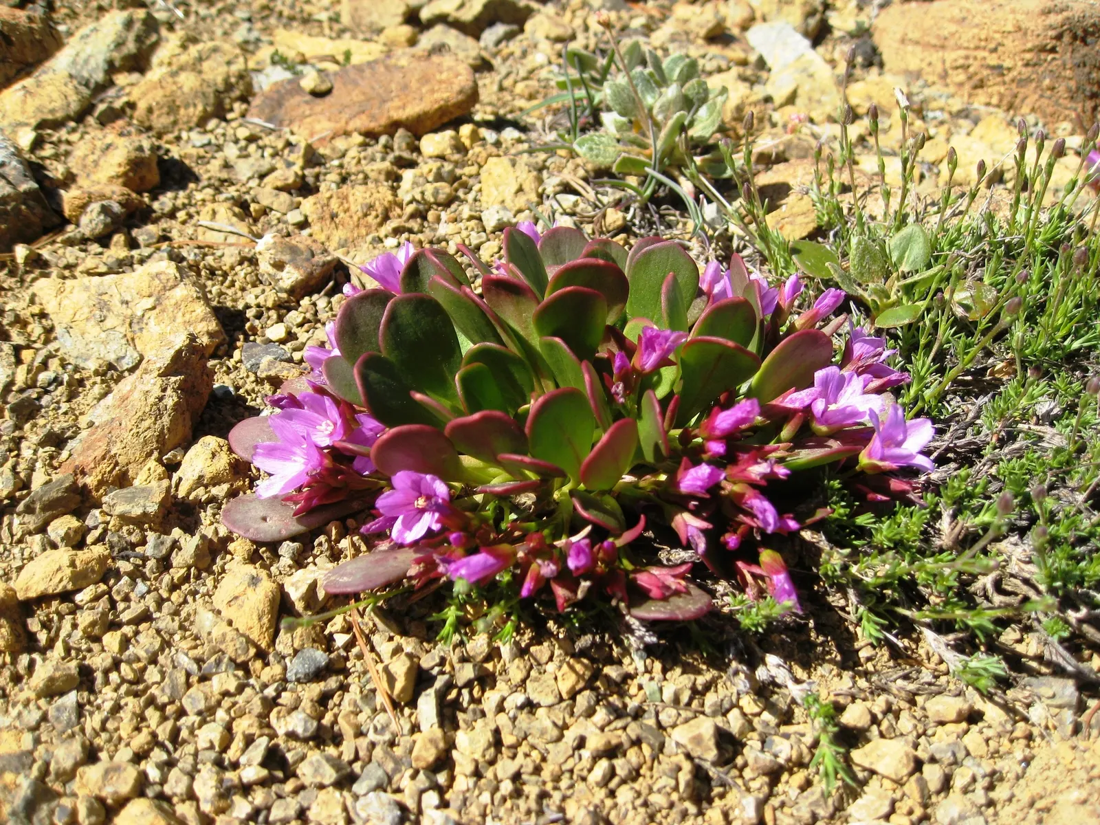 Spring Beauty (Claytonia Virginica) — annual with pink and white blooms; generously sprinkling the landscape with color from March to, image 119