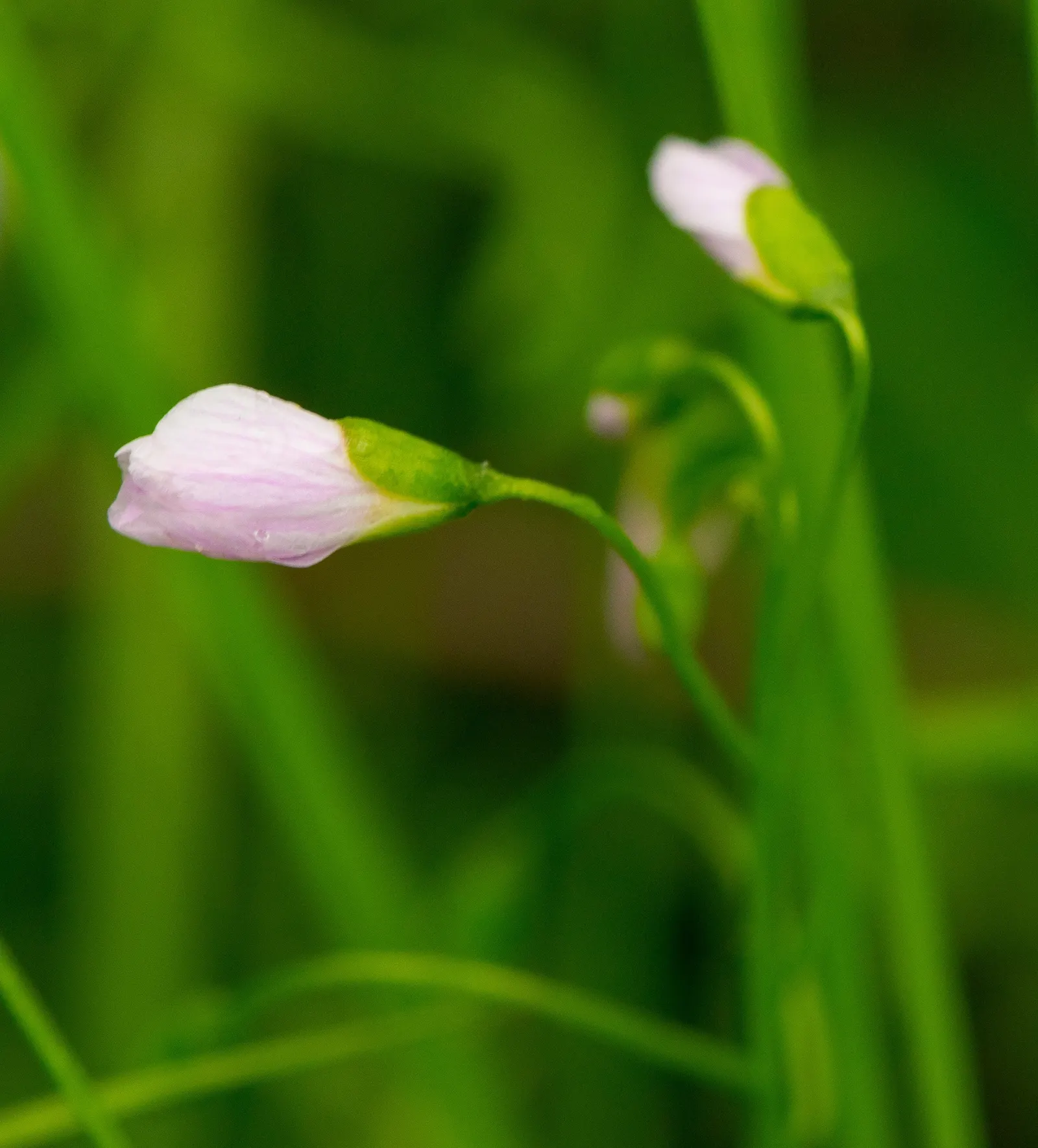 Spring Beauty (Claytonia Virginica) — Spring Beauty (Claytonia virginica) is a charming, native woodland perennial; this ephemeral graces moist