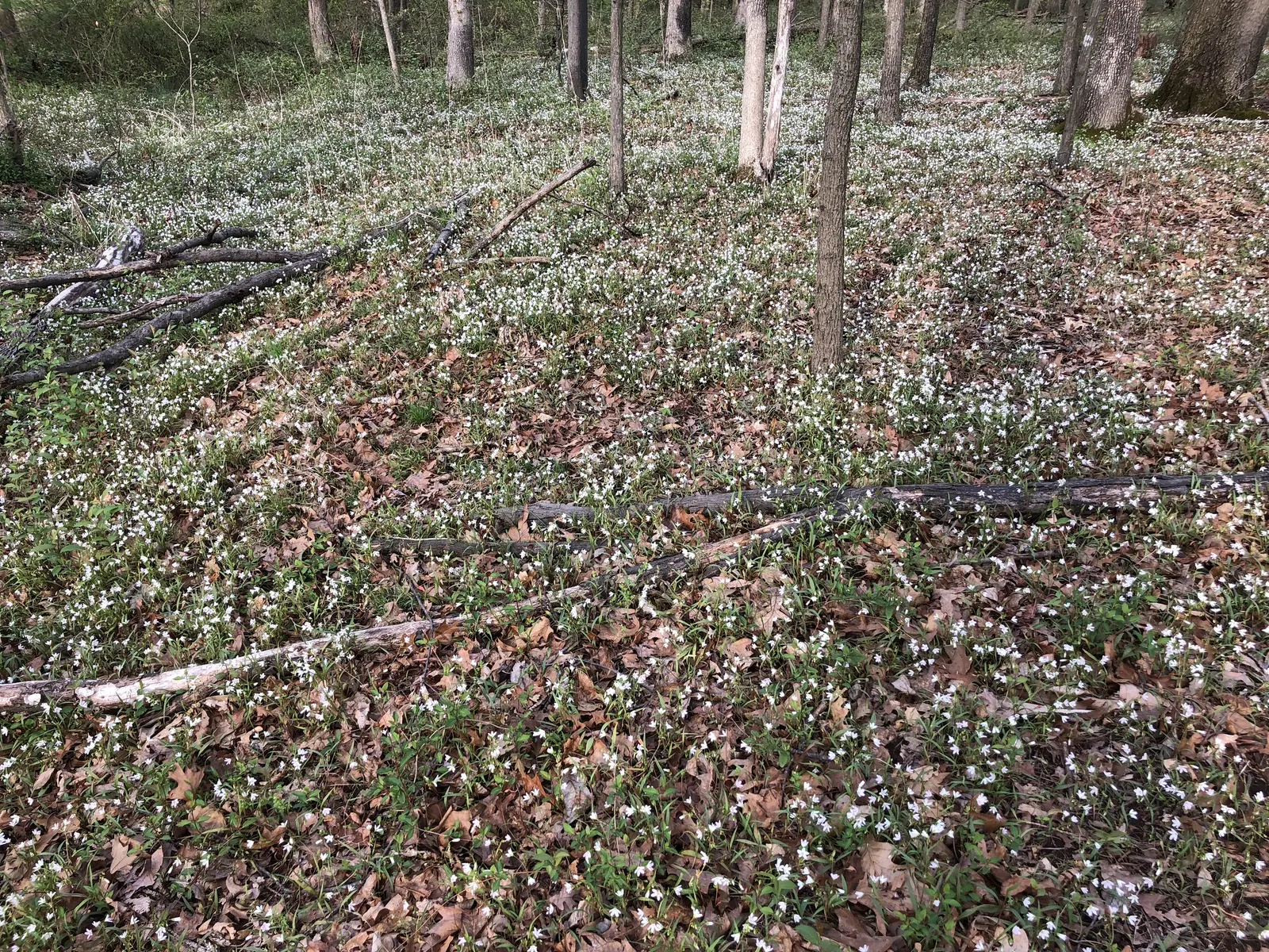 Spring Beauty (Claytonia Virginica) — span roughly 0.5 inches in diameter and provide a sustainable anchor for yearly returns; spring Beauty (Claytonia