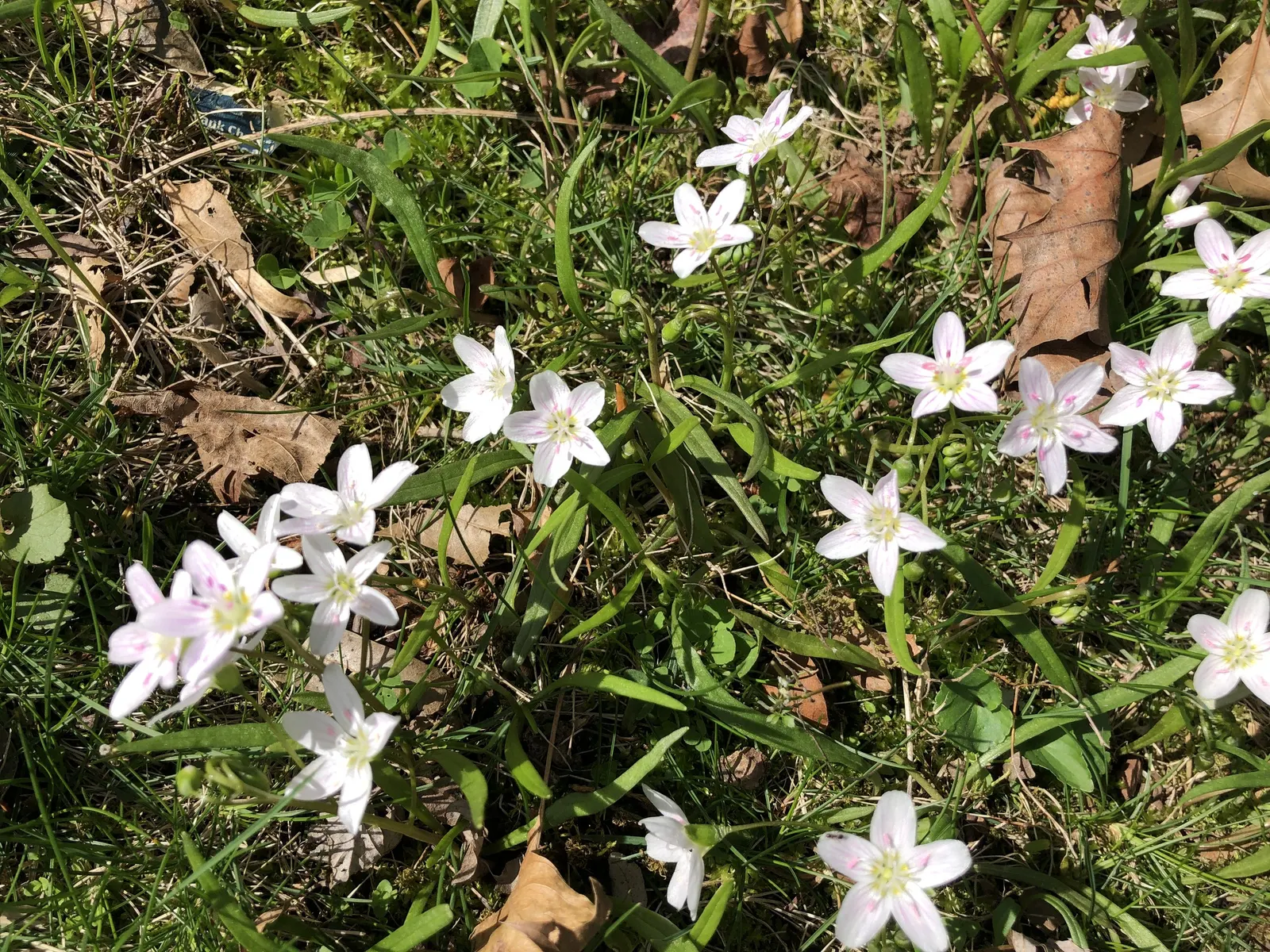 Spring Beauty (Claytonia Virginica) — the Spring Beauty (Claytonia virginica); annual for half, image 159