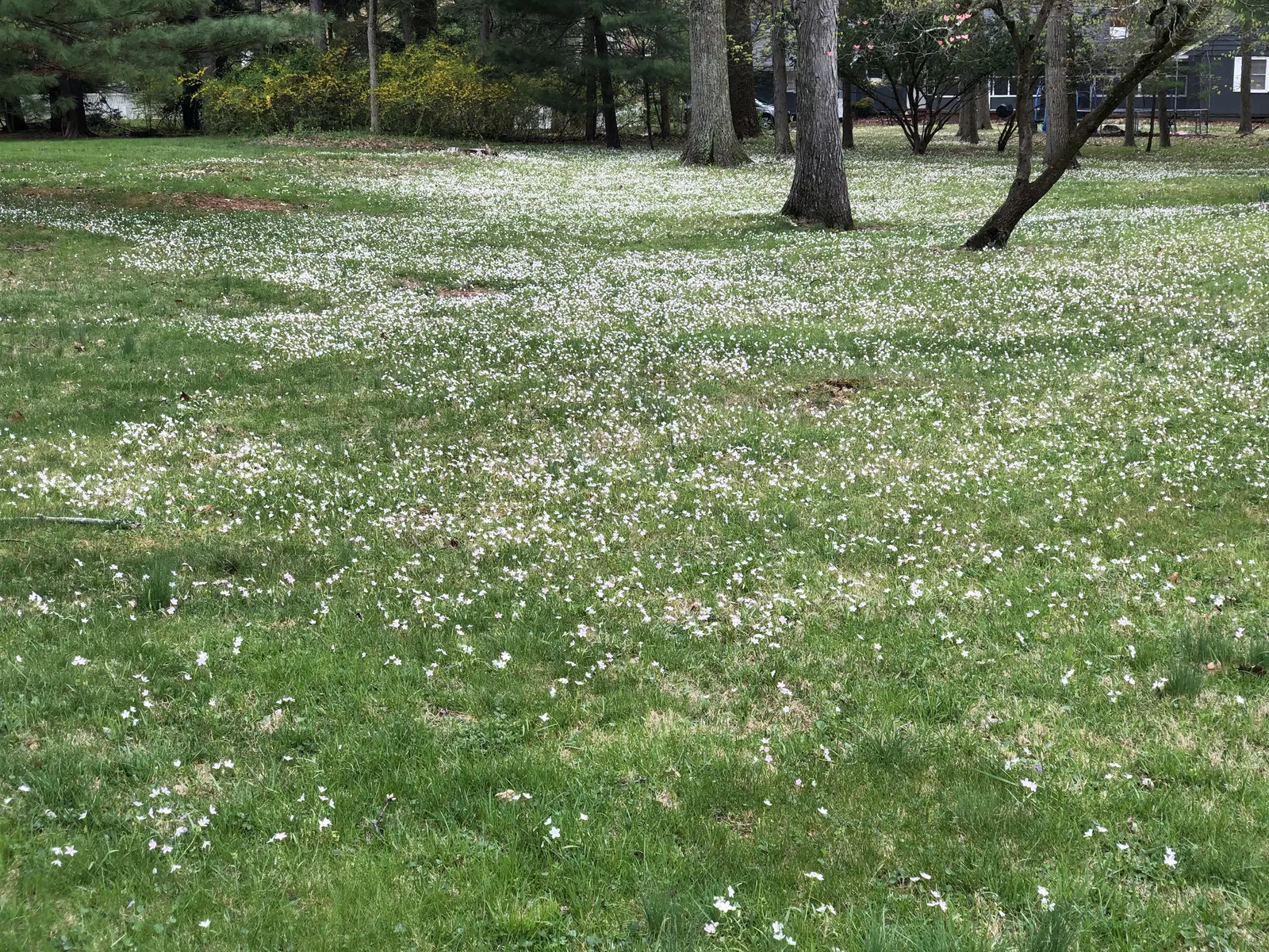 Spring Beauty (Claytonia Virginica) — generously sprinkling the landscape with color from March to May.<br><br>Spring Beauty's corms; sporting five, image 170