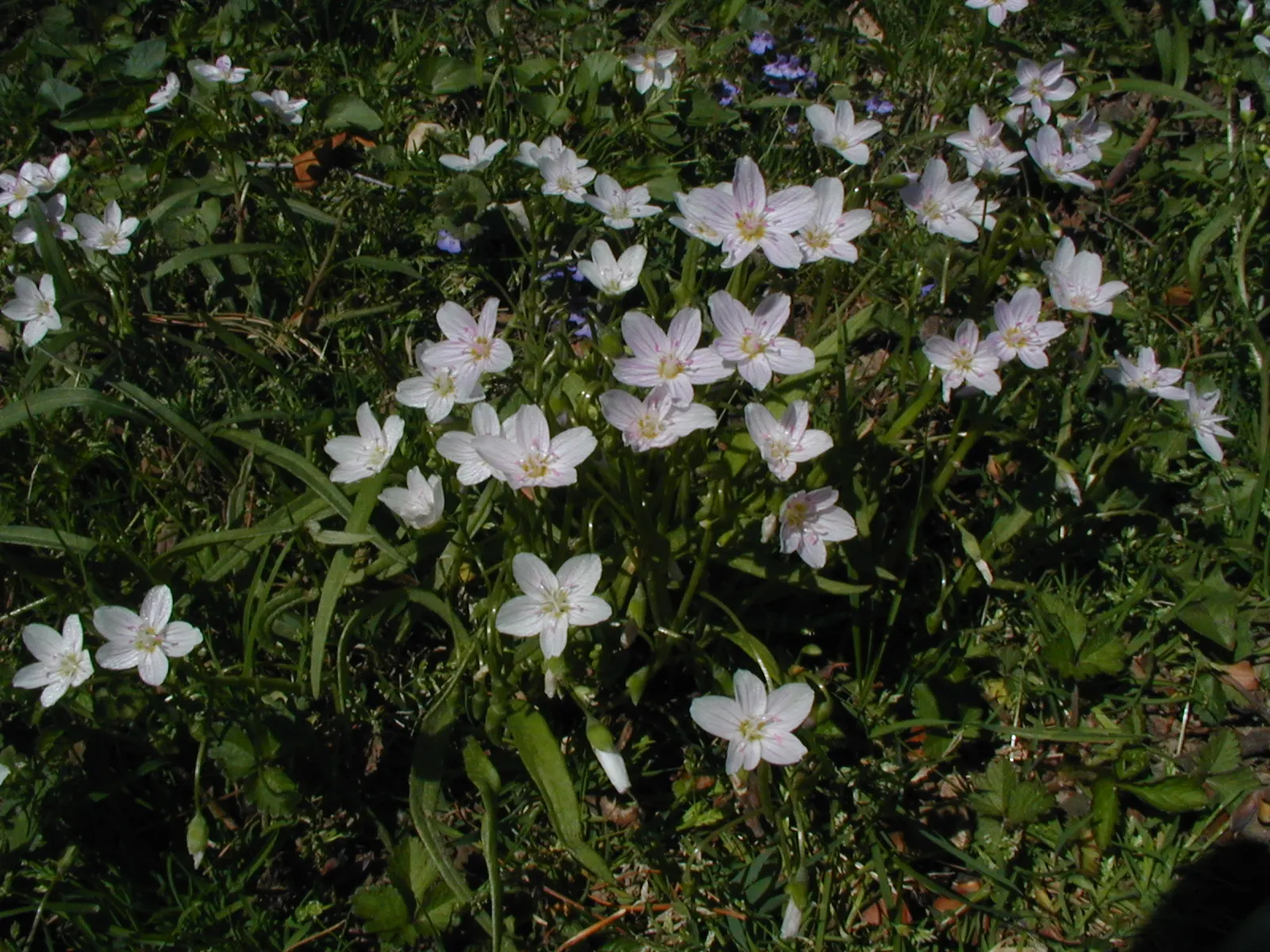 Spring Beauty (Claytonia Virginica) — each exhibit fine pink streaks and span about 0.5 to 0.75 inches across; thriving in partial shade, image 138