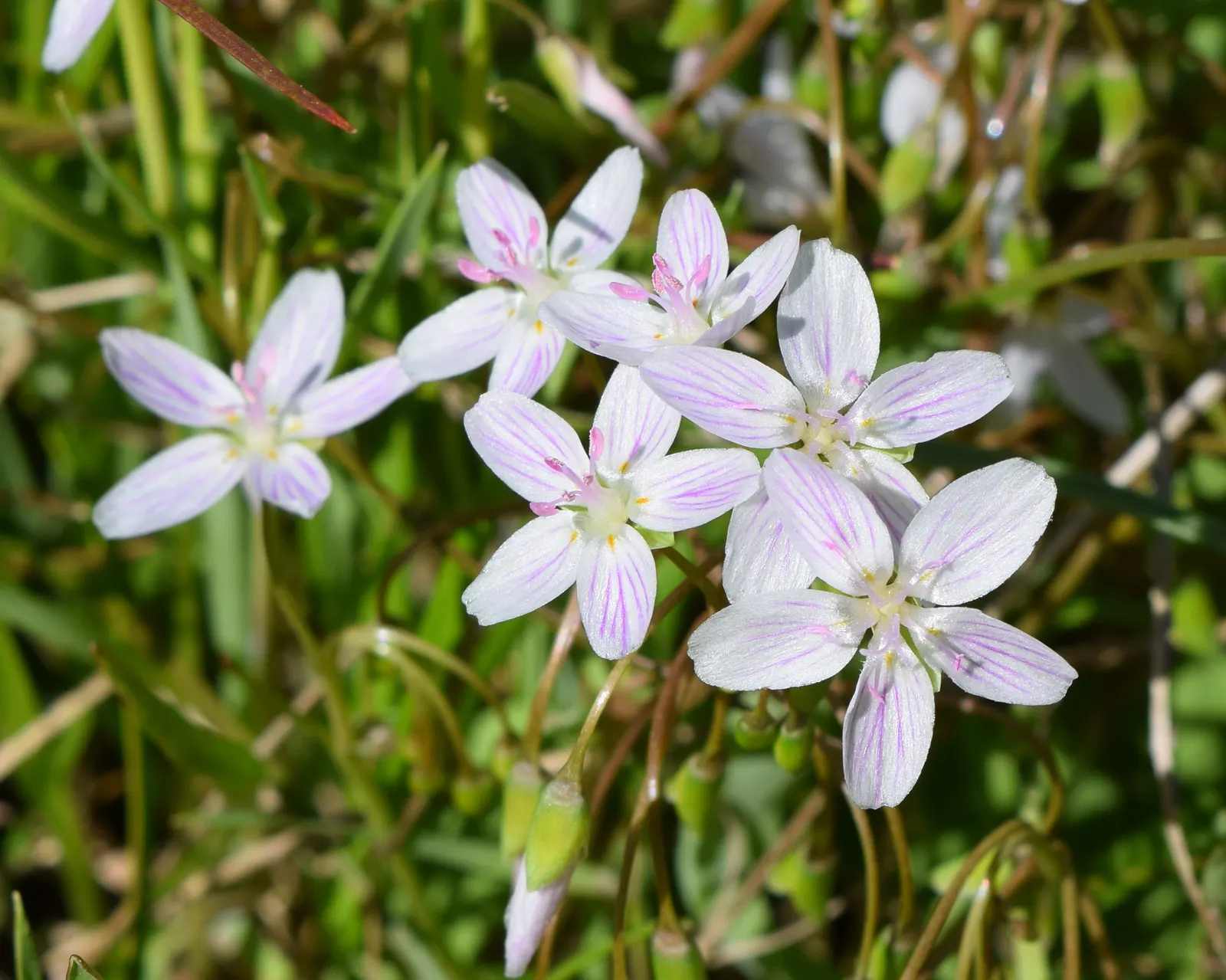 Spring Beauty (Claytonia Virginica) — dark green leaves 2-6 inches long; the Spring Beauty (Claytonia virginica), image 126